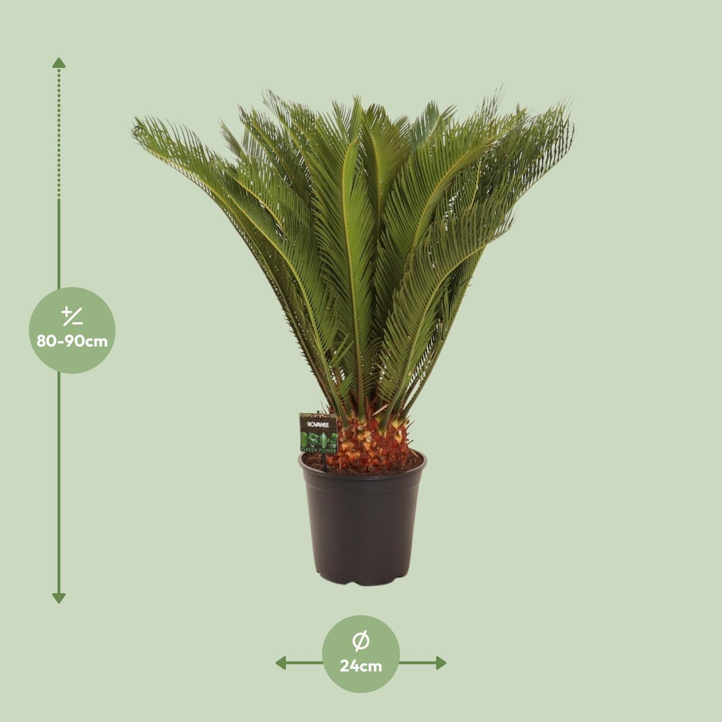 Cycas Revoluta - Ø24 ↕90 von Pflanzfix24