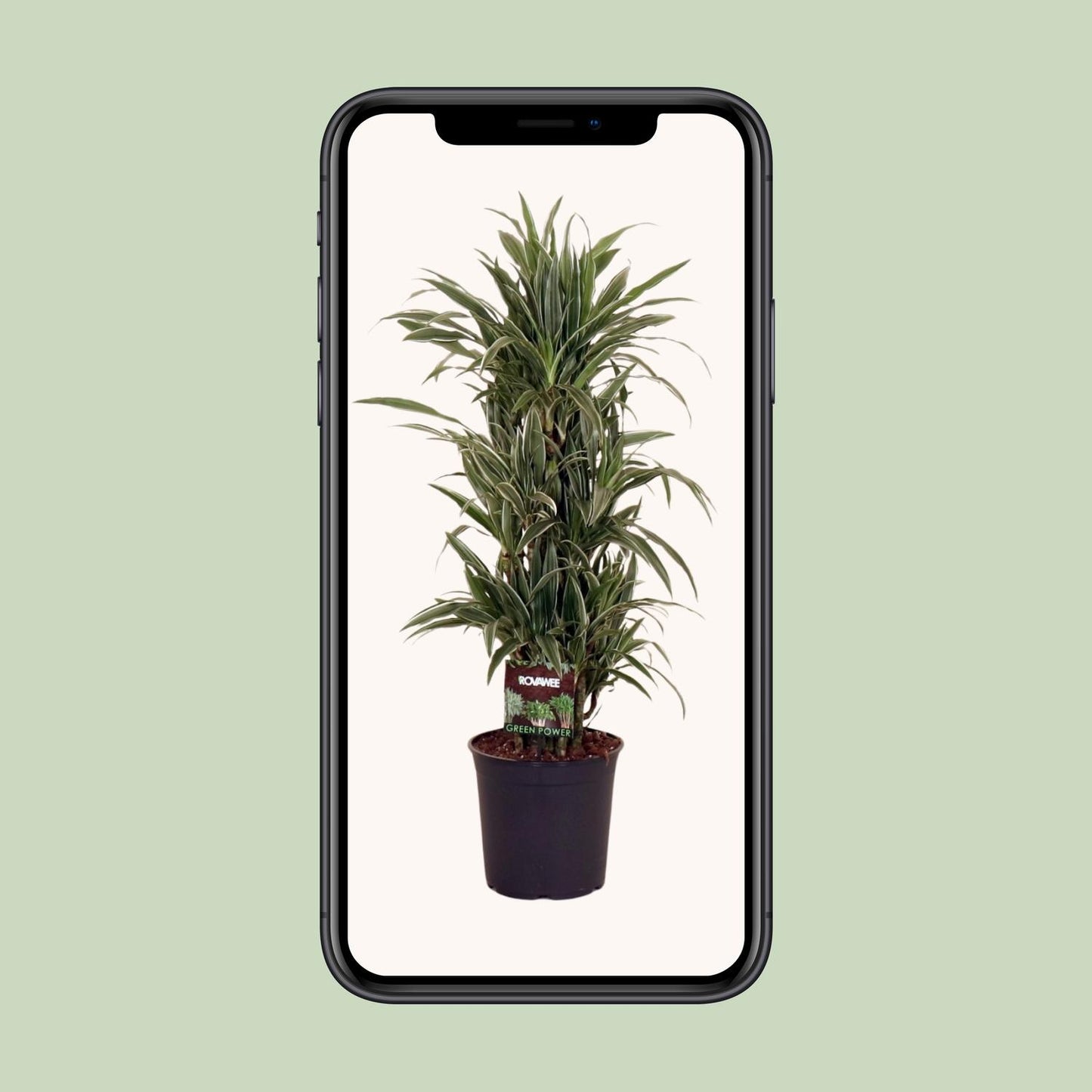 Dracaena Frag. Warneckei - Ø27cm - ↕110cm - Pflanzfix24