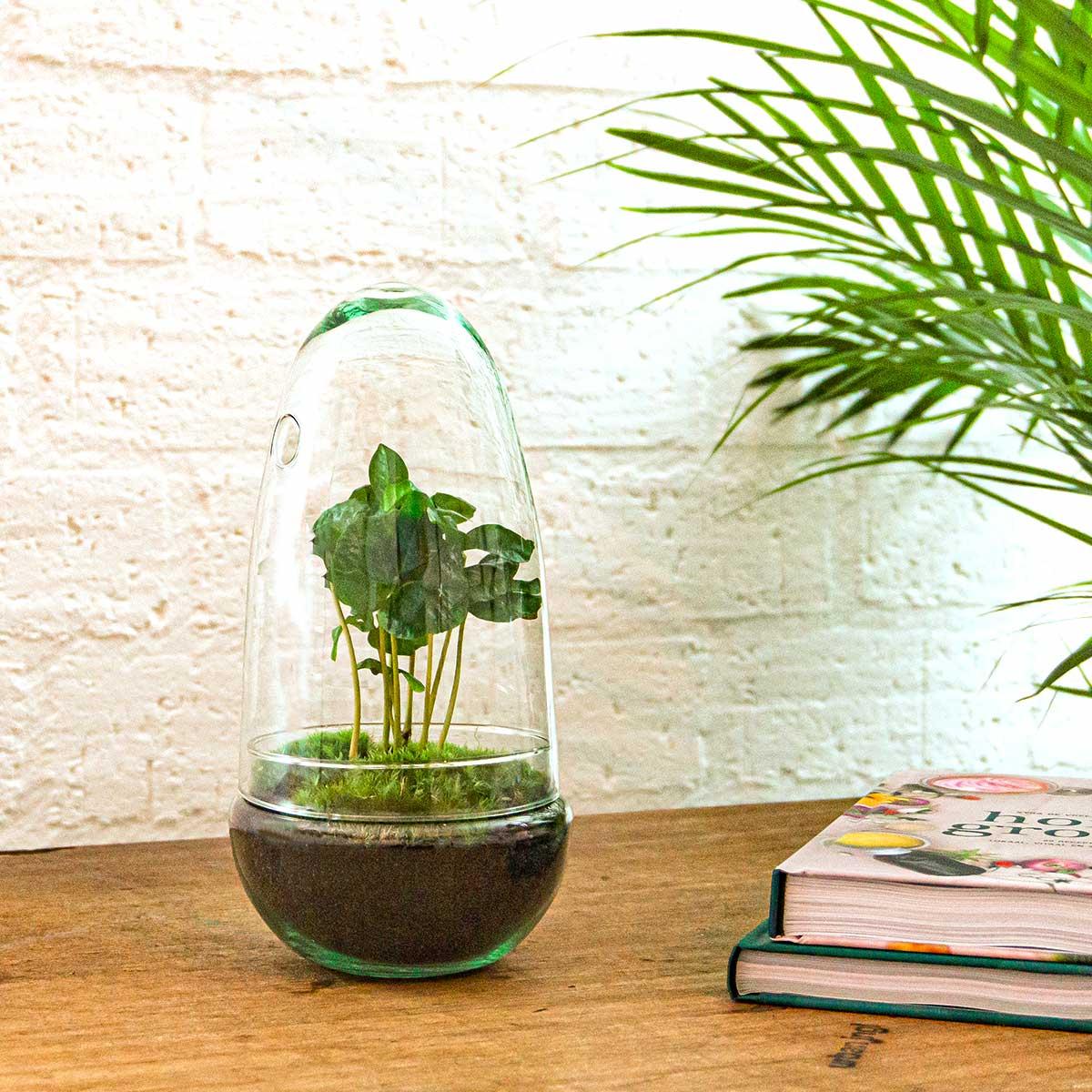 Flaschengarten - Egg Coffea Arabica - Pflanzfix24.de - Pflanzfix24.de