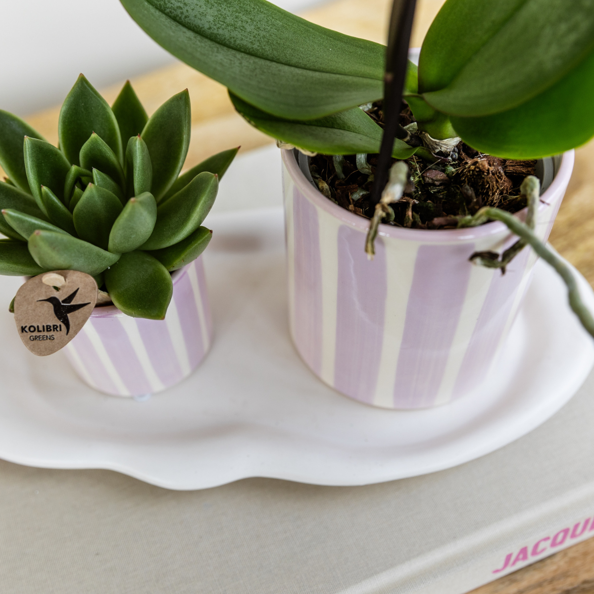 Rosa Orchidee Portugal im Stripe-Topf Rosa – Pflanzfix24.de - Pflanzfix24.de