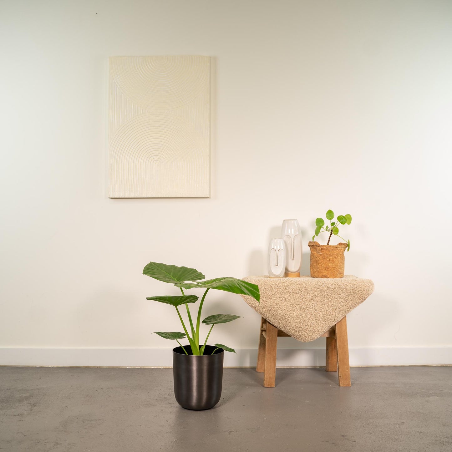 Alocasia Macrorrhiza - Ø19cm - ↕70cm + Topf Mayk Lead - Pflanzfix24