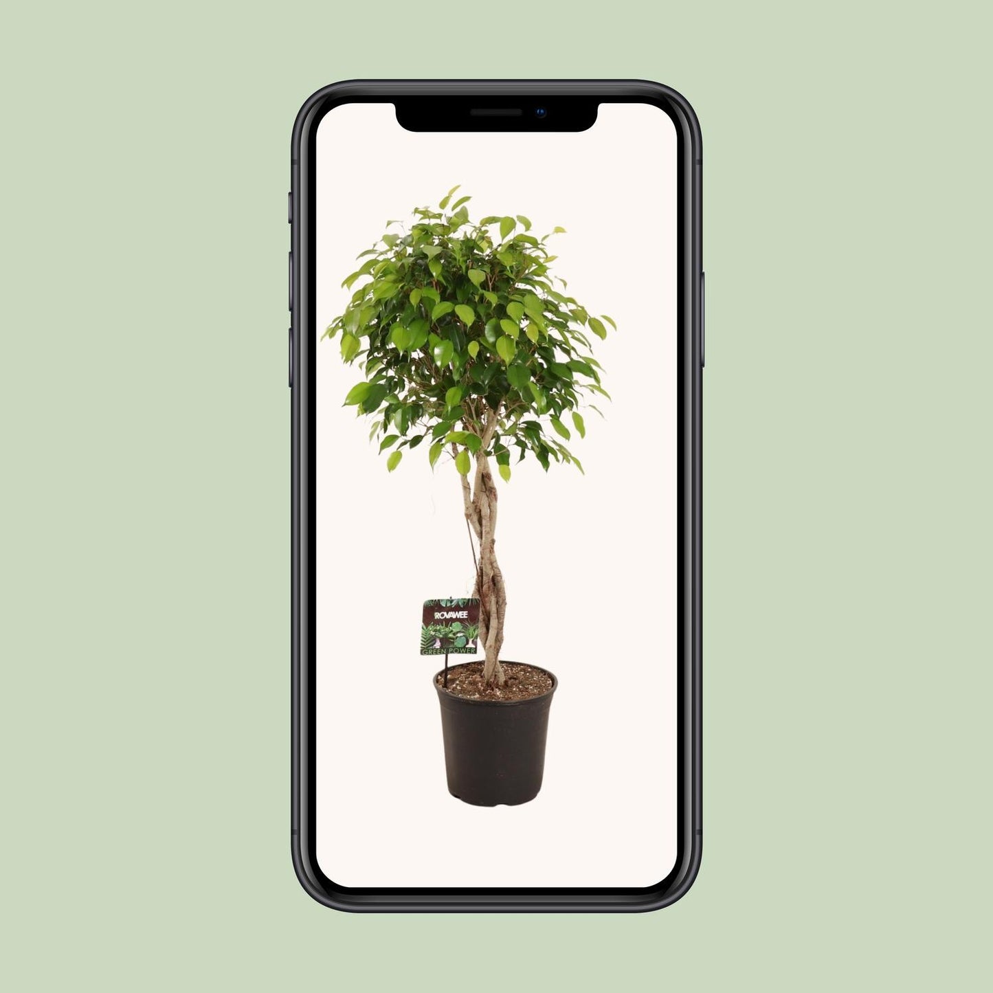 Ficus Benjamina Exotica - Ø27cm - ↕120cm bei Pflanzfix24.de - Pflanzfix24.de
