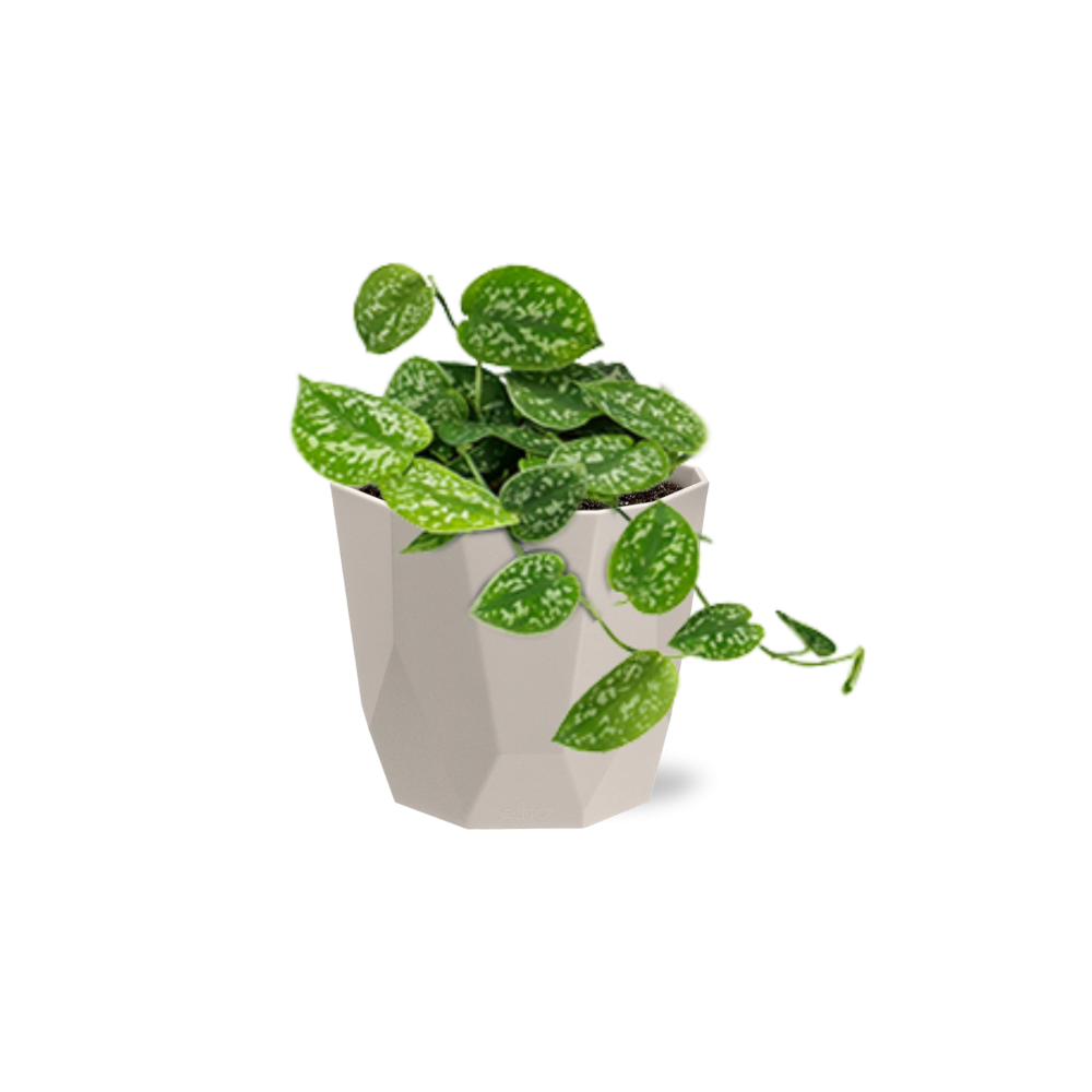 Scindapsus Pictus ‘Argyraeus’ in ELHO b.for rock 14 cm warm grey - Pflanzfix24