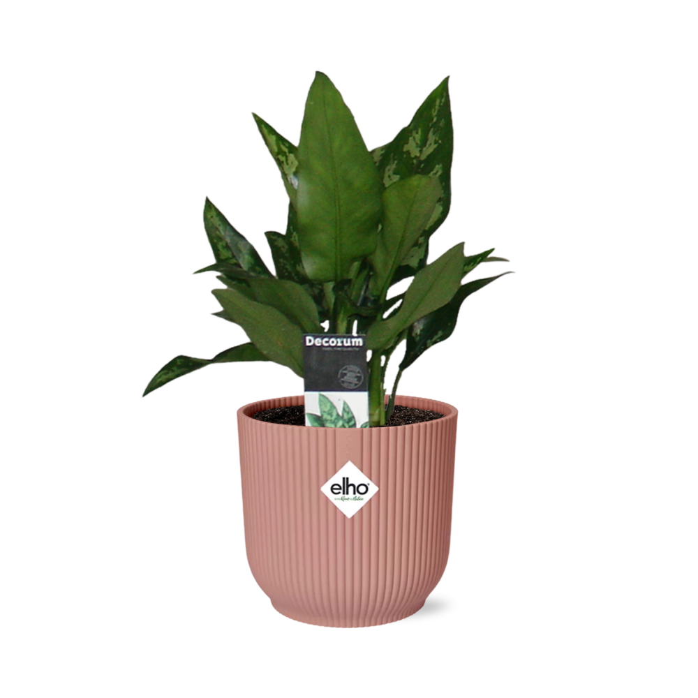 Aglaonema Maria in ELHO Vibes Fold 14cm roze - Pflanzfix24