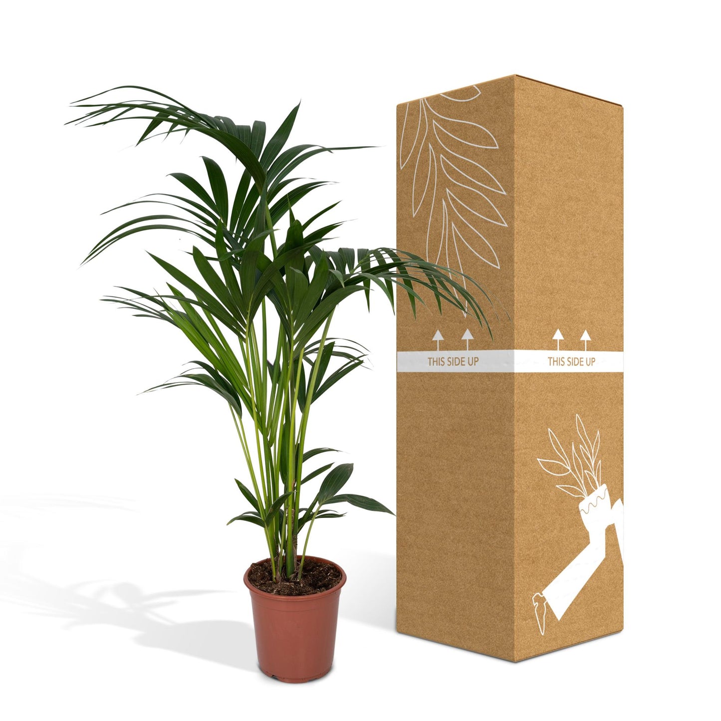 Kentia Howea-Palme - Ø21cm - ↕120cm - Ø18 - ↨100cm - Pflanzfix24