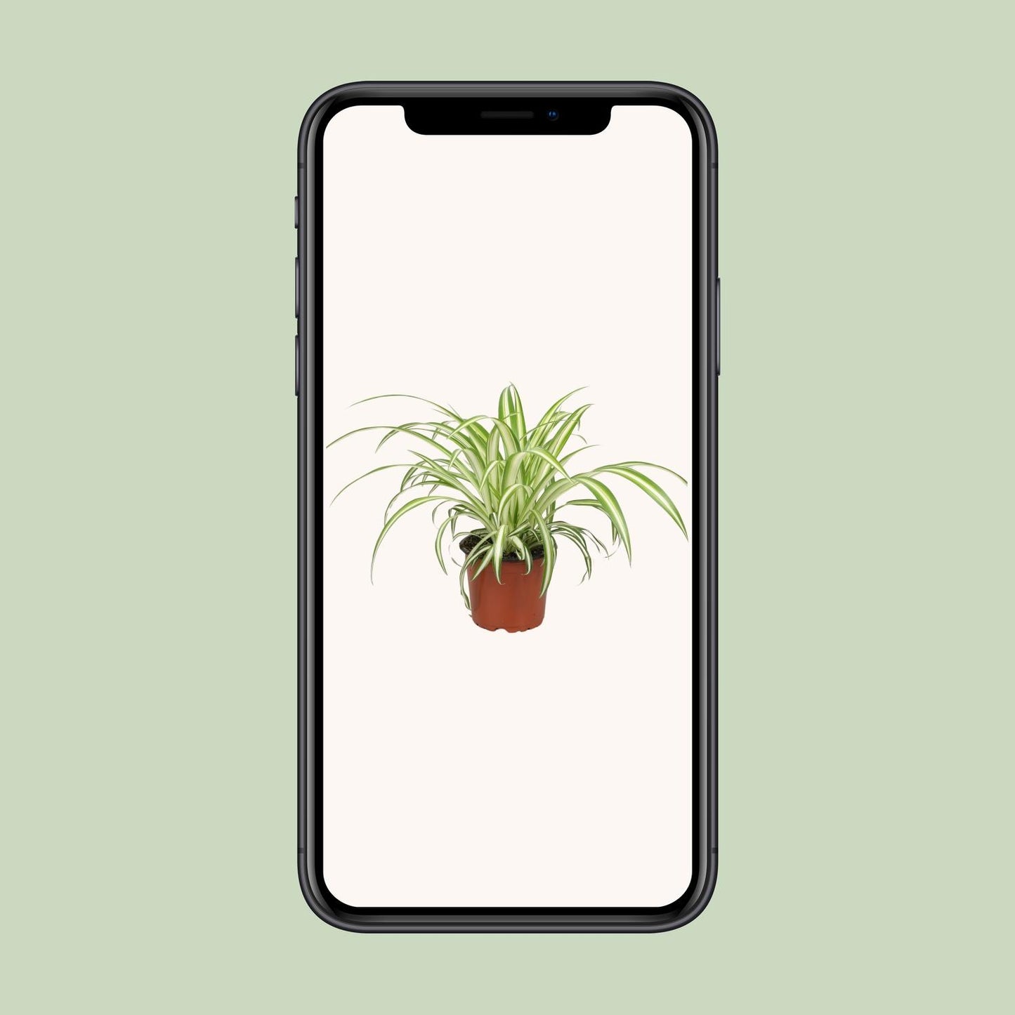 Chlorophytum - Ø12cm - ↕25cm bei Pflanzfix24.de - Pflanzfix24.de