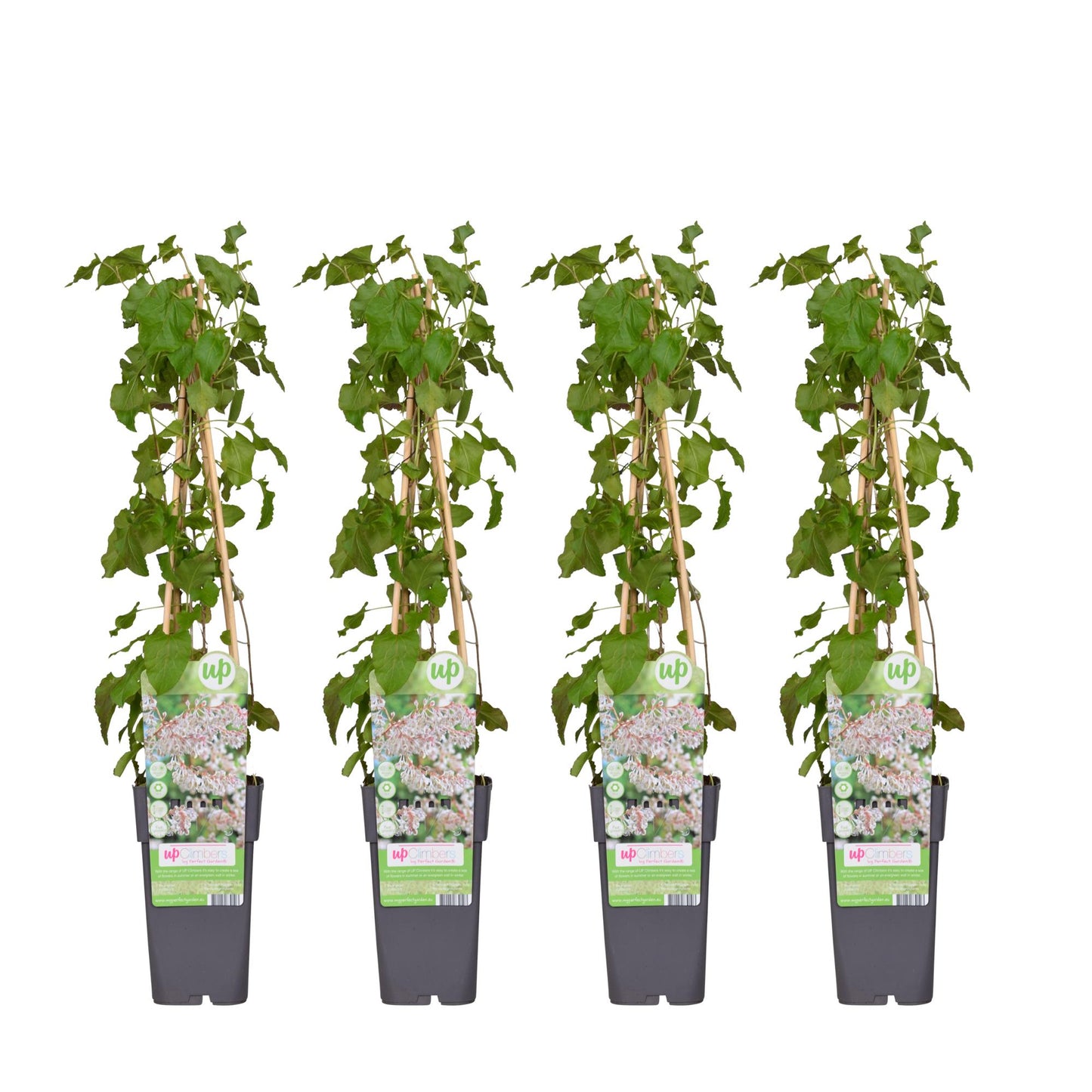 4x - Fallopia baldschuanica - ↨65cm - Ø15 - Pflanzfix24.de - Pflanzfix24.de