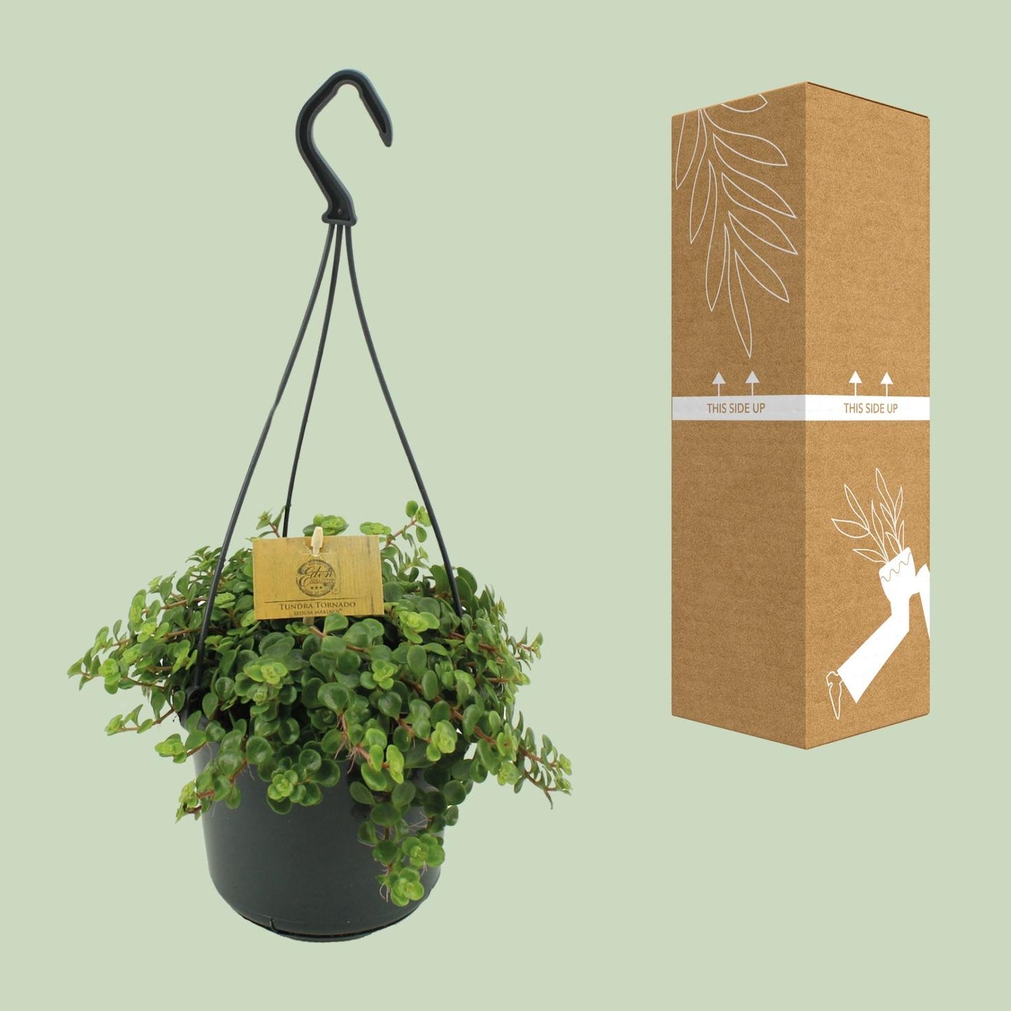 Sedum Tornado - Ø15cm - ↕25cm von Pflanzfix24
