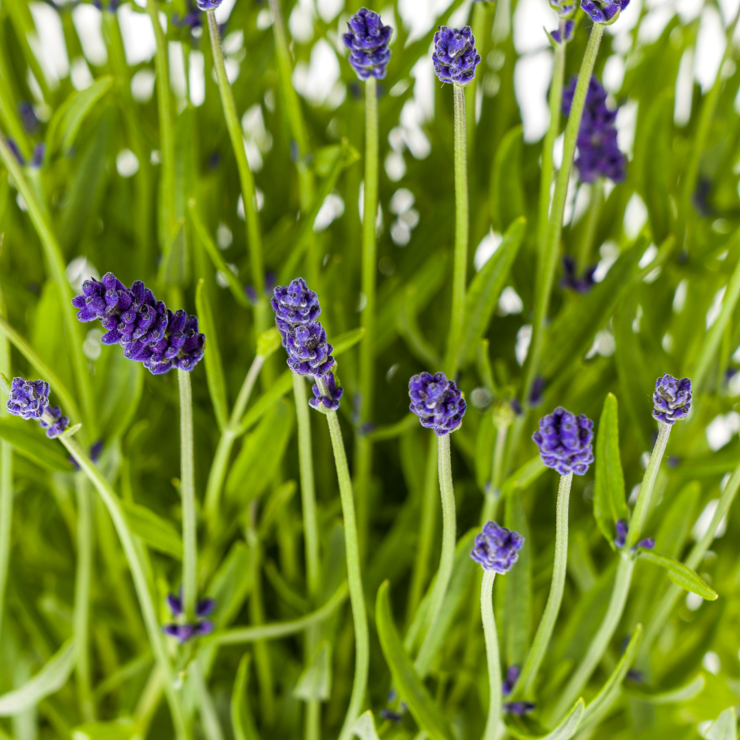 2x Lavandula angustifolia Ø19cm - ↕40 - 50cm - Pflanzfix24.de - Pflanzfix24.de