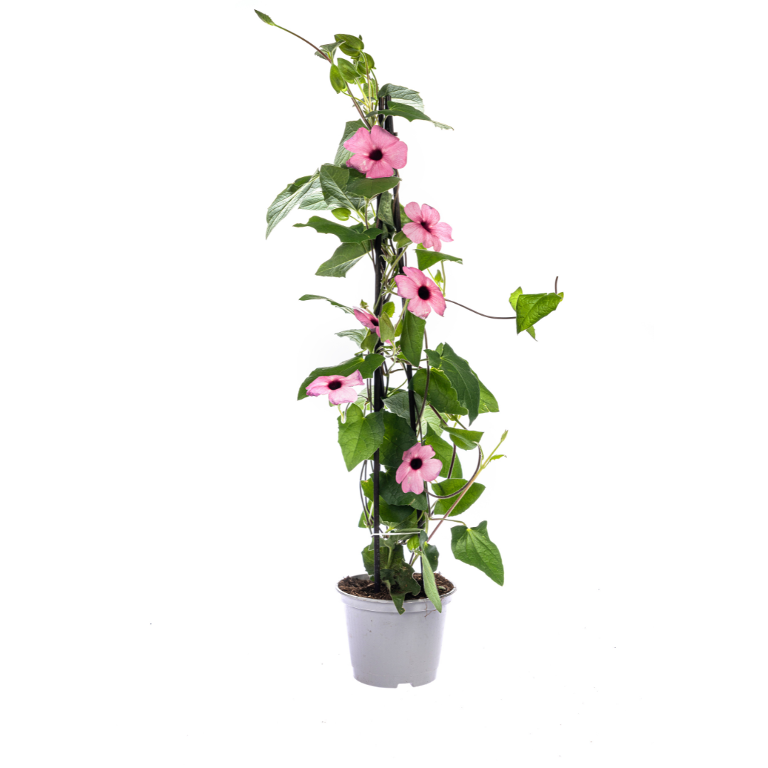 4x Thunbergia alata Sunny Susy Mix Ø13 cm - ↕60 cm - Pflanzfix24