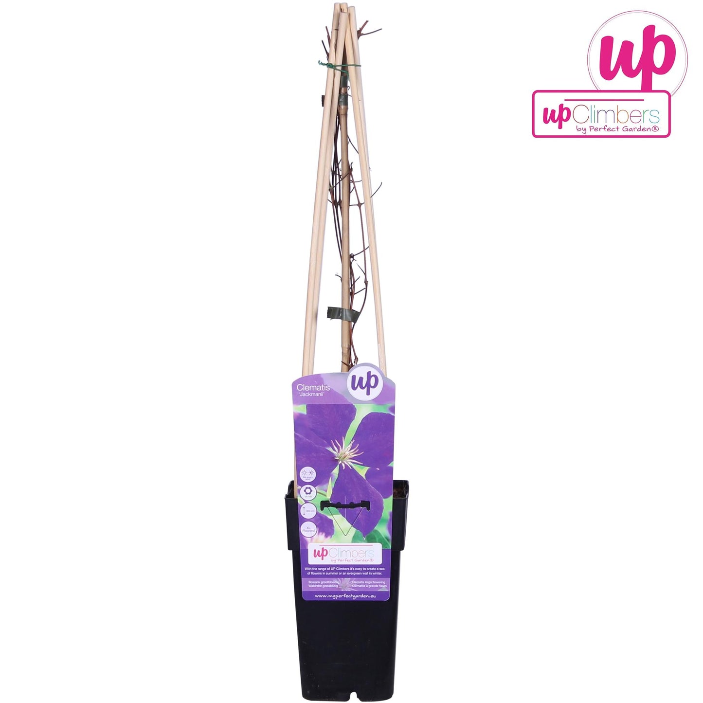 Clematis Jackmanii Pflanze - Pflanzfix24