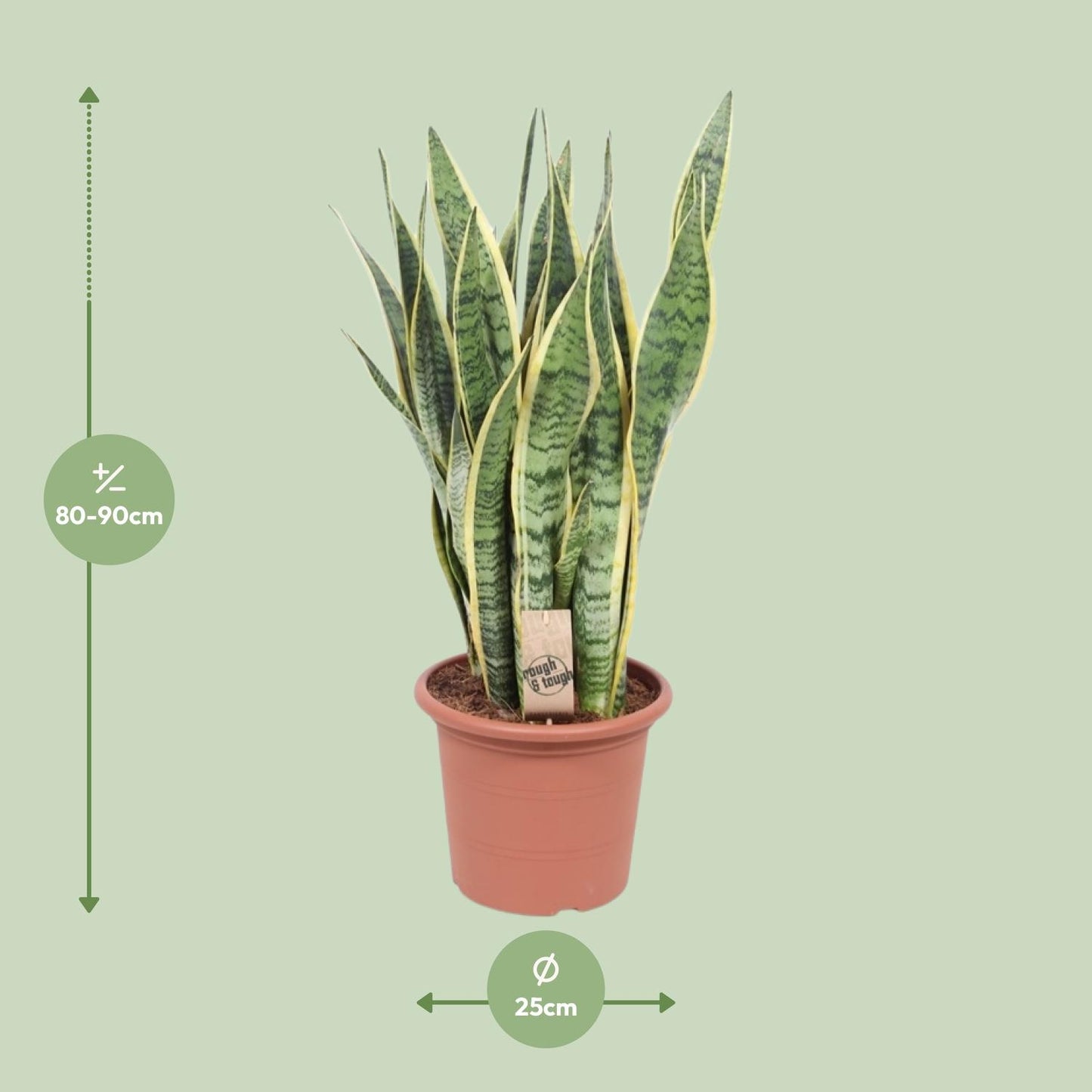 Sansevieria Trifasciata Laurentii - Ø25cm - ↕85cm - Pflanzfix24