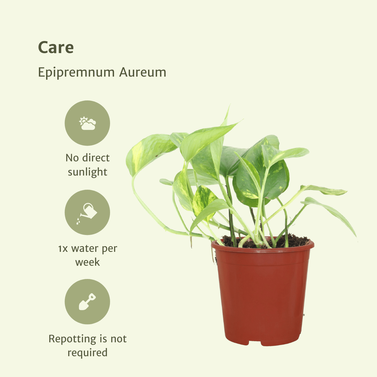 2x Epipremnum Aureum - Scindapsus - 20cm - ø12 - Pflanzfix24.de - Pflanzfix24.de