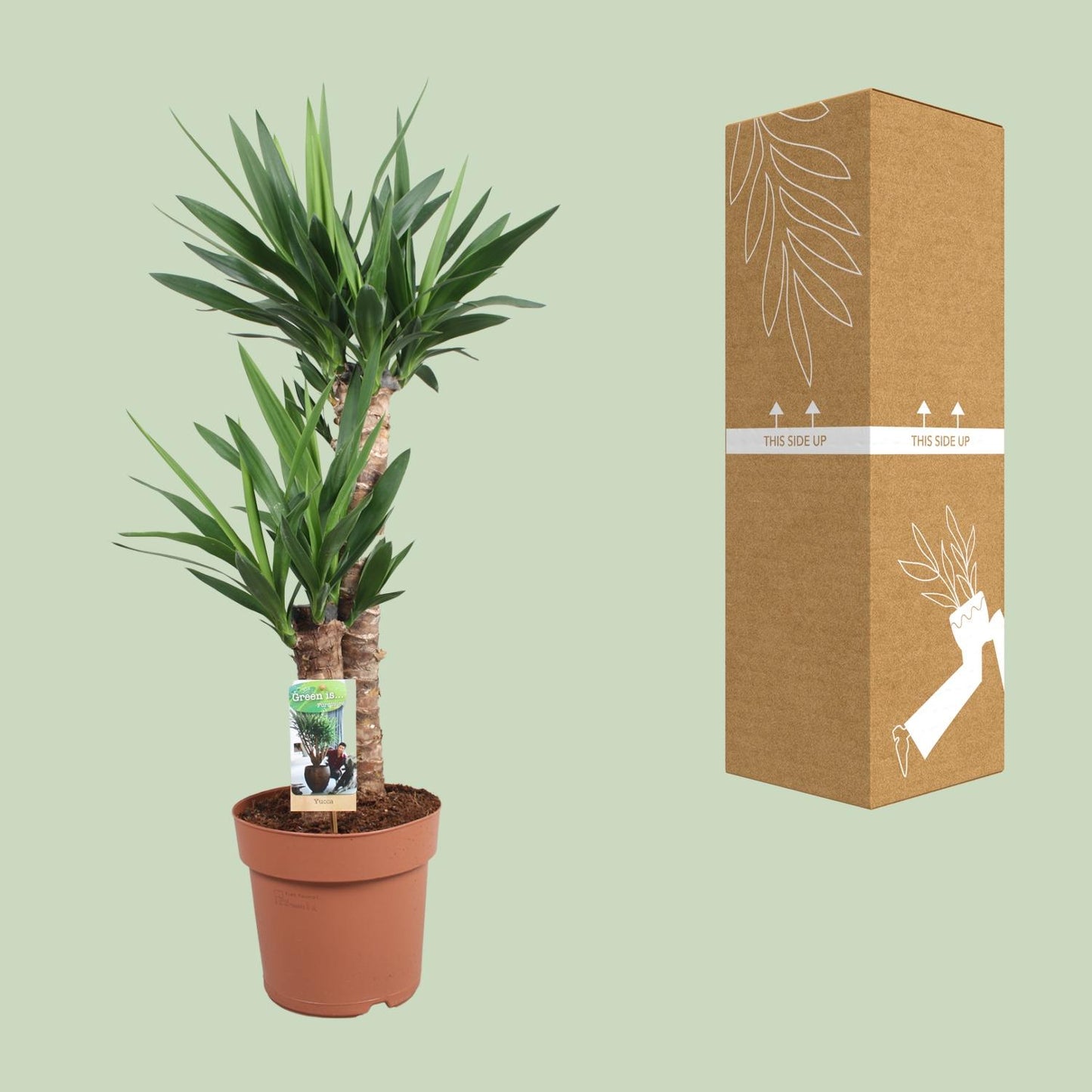 Yucca Elephantipes - Ø21cm - ↕80cm bei Pflanzfix24