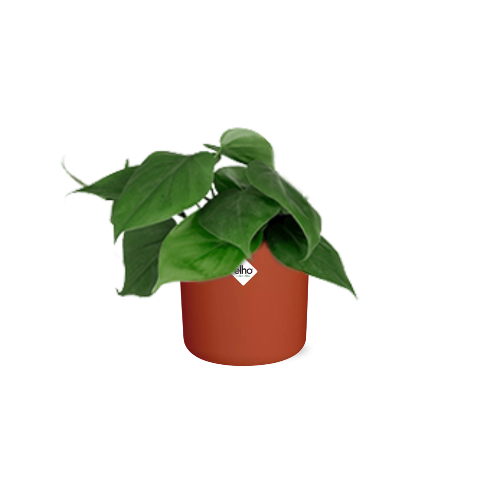Philodendron Scandens in ELHO b.for soft rond 14cm brique - Pflanzfix24