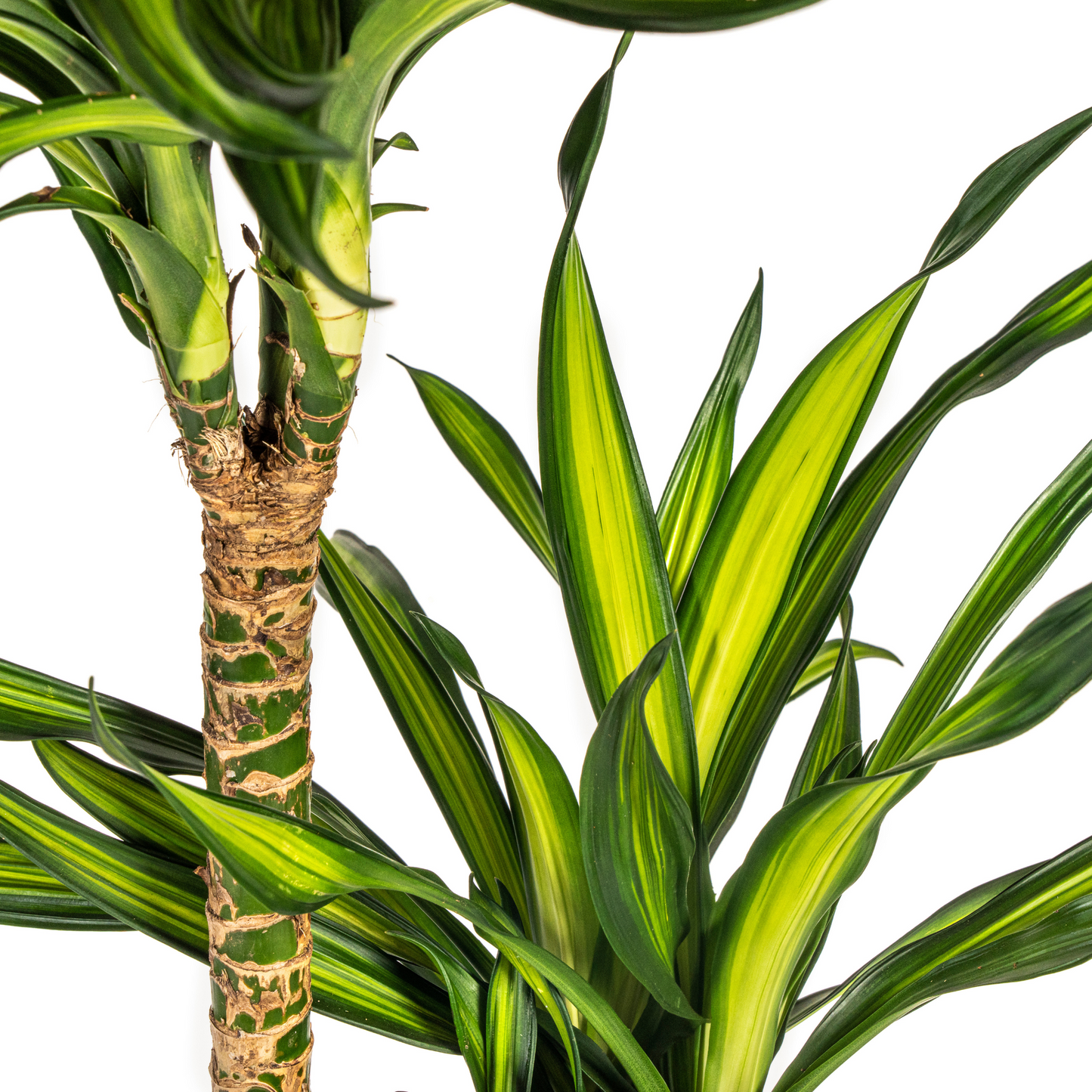 Dracaena Deremensis Rikki Ø24cm - Pflanzfix24