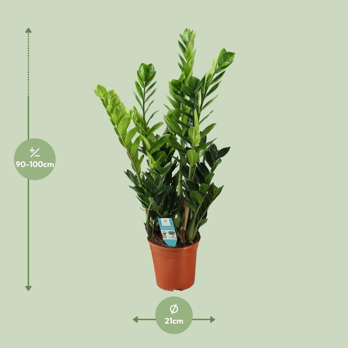 Zamioculcas Ø21cm, 100cm – Große luftreinigende Zimmerpflanze | Pflanzfix24