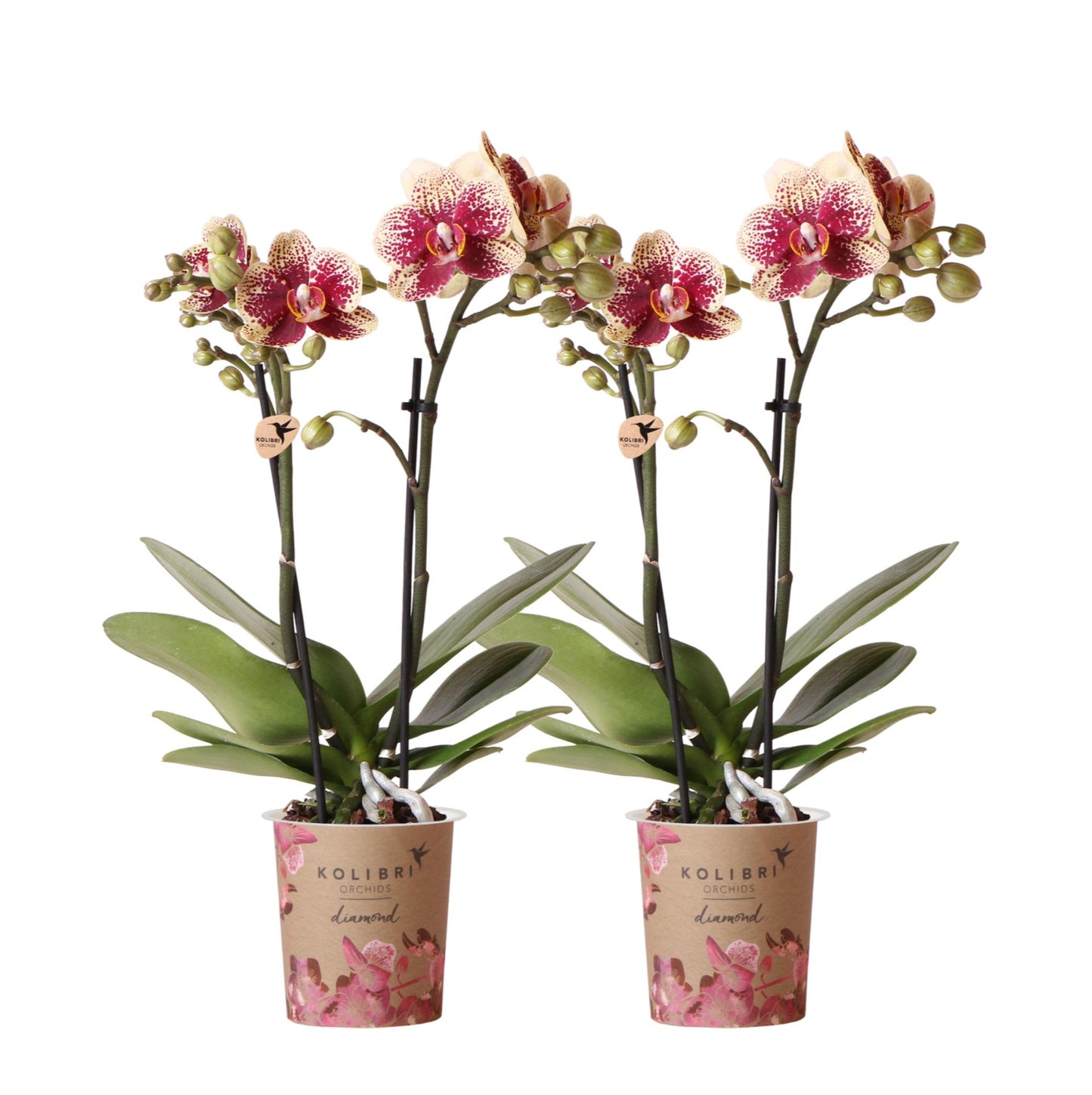 2er Set Phalaenopsis Spanien Rot-Gelb Ø9cm – Pflanzfix24.de - Pflanzfix24.de