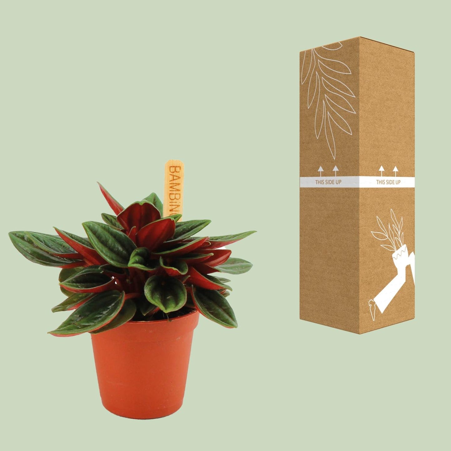 Peperomia Caperata Rosso - Ø6cm - ↕10cm - Pflanzfix24