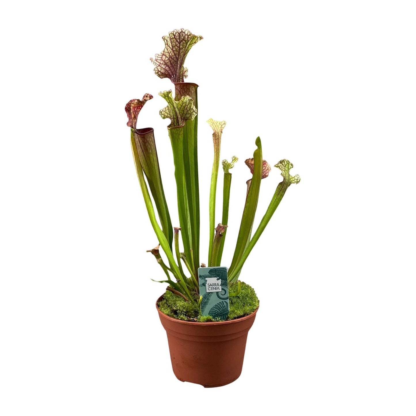 Sarracenia Judith Hindle - Ø12cm - ↕30cm - Pflanzfix24
