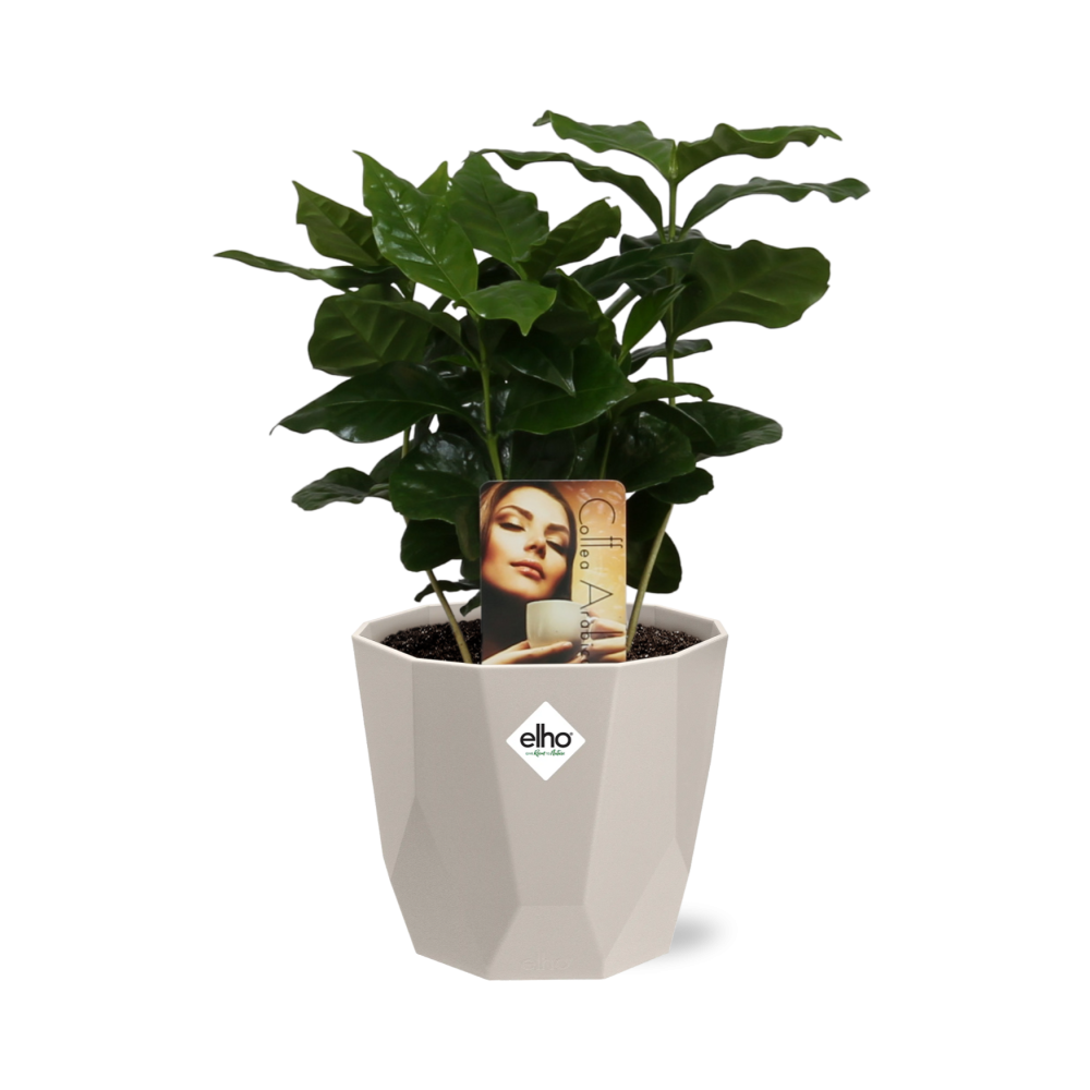 Coffea Arabica in ELHO b.for rock 14 cm warm grey - Pflanzfix24