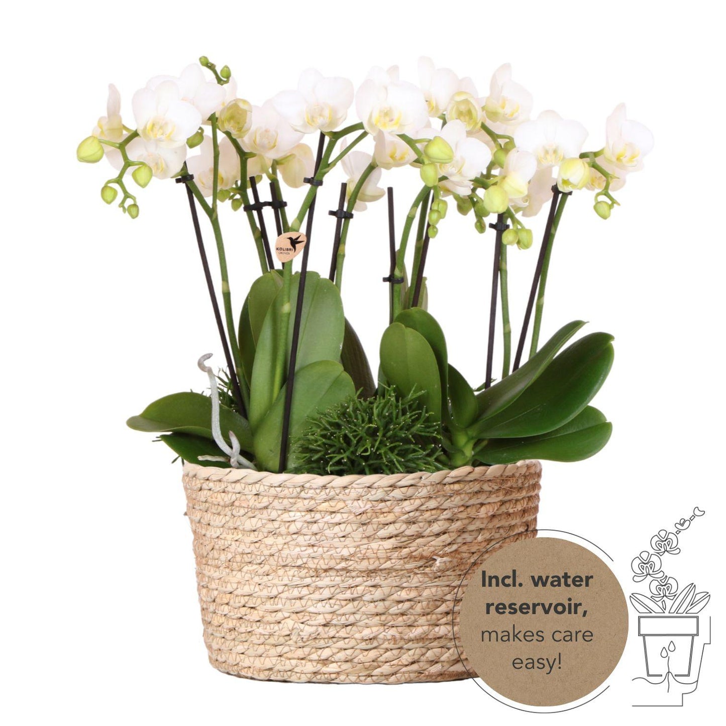 Kolibri Orchideen Amabilis Set Weiß mit Wassertank – Pflanzfix24.de - Pflanzfix24.de