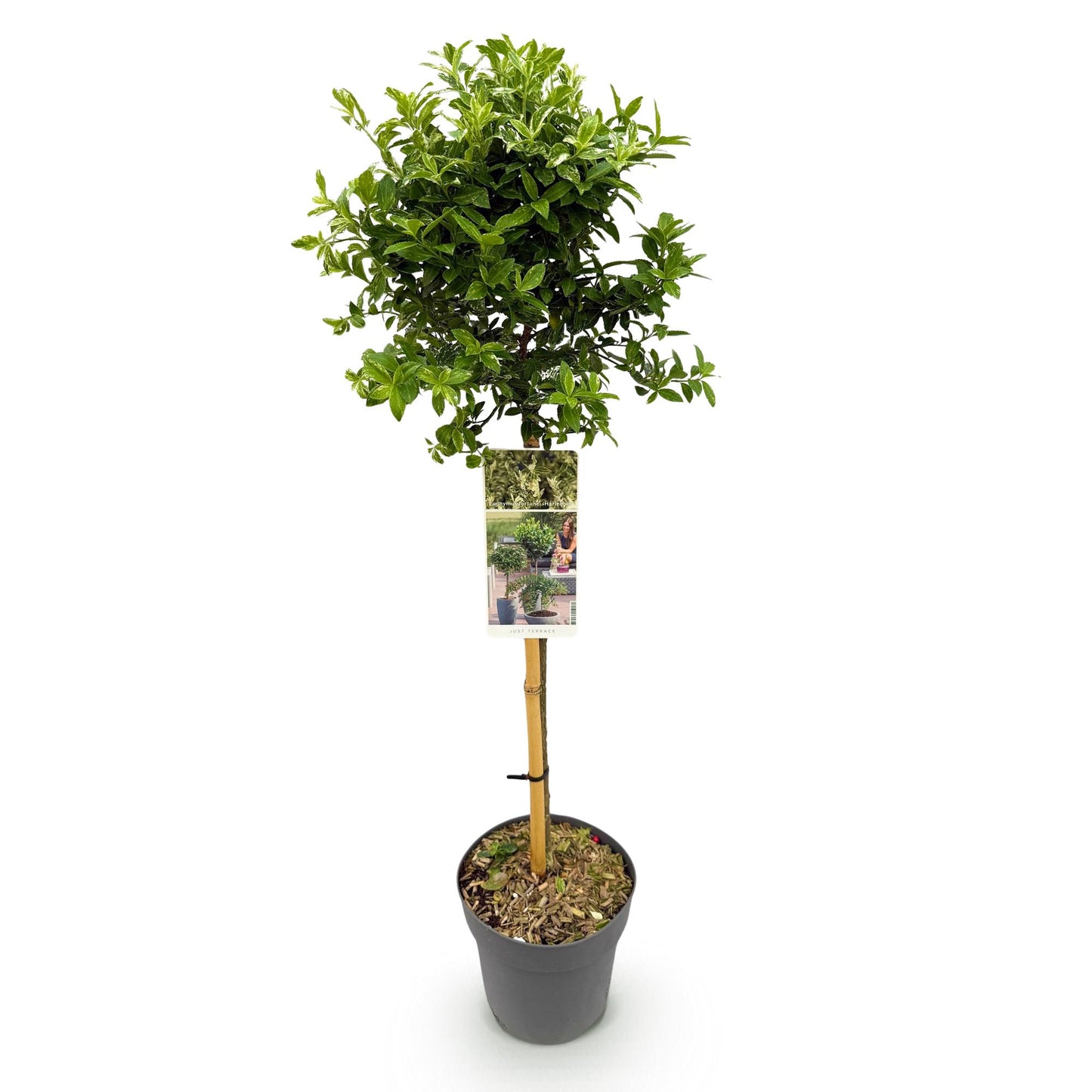 GreenboutiQ Euonymus fortunei Harlequin Stamm-Pflanze 19cm – Pflanzfix24