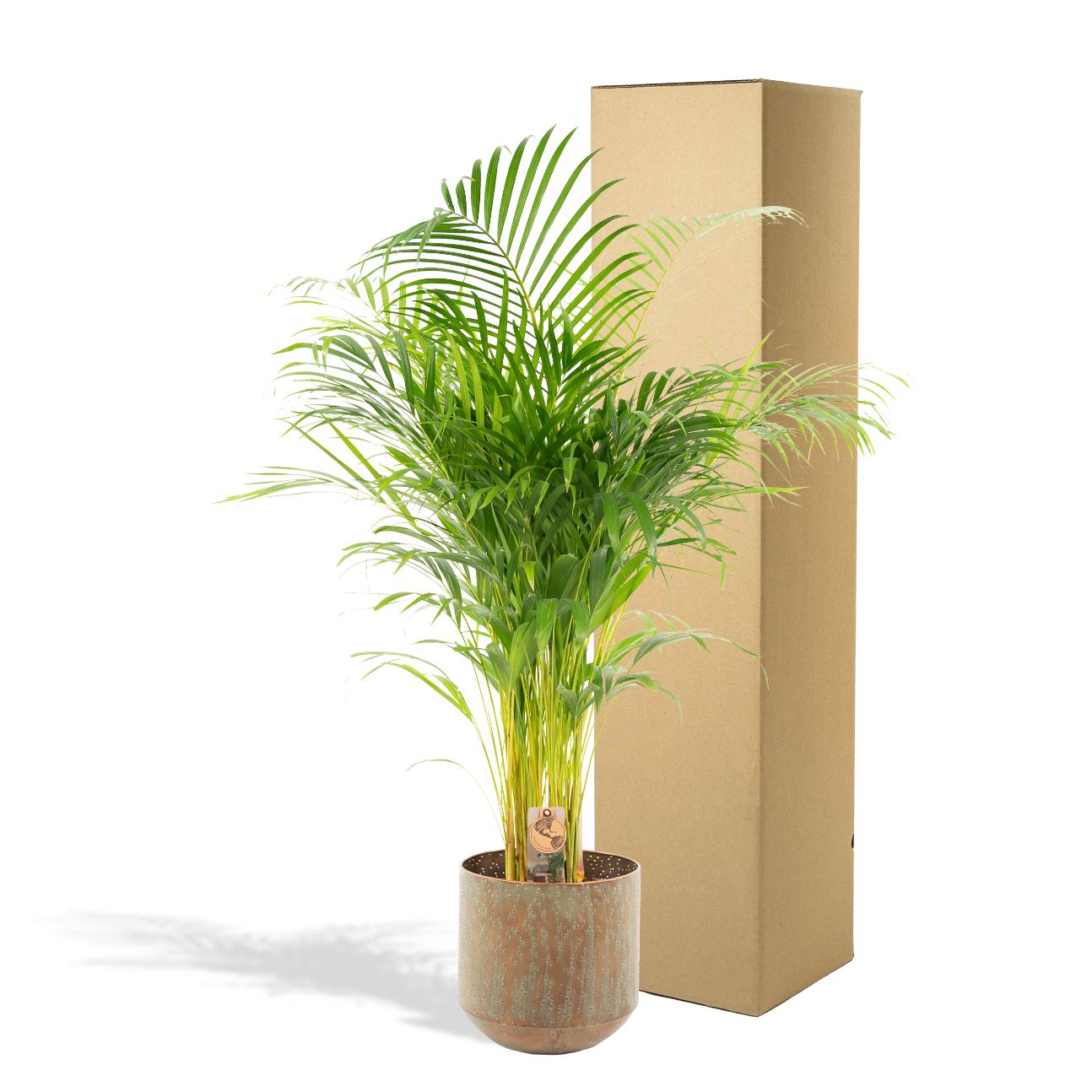 Areca-Palme mit Topf - 110cm - Ø21cm - Pflanzfix24