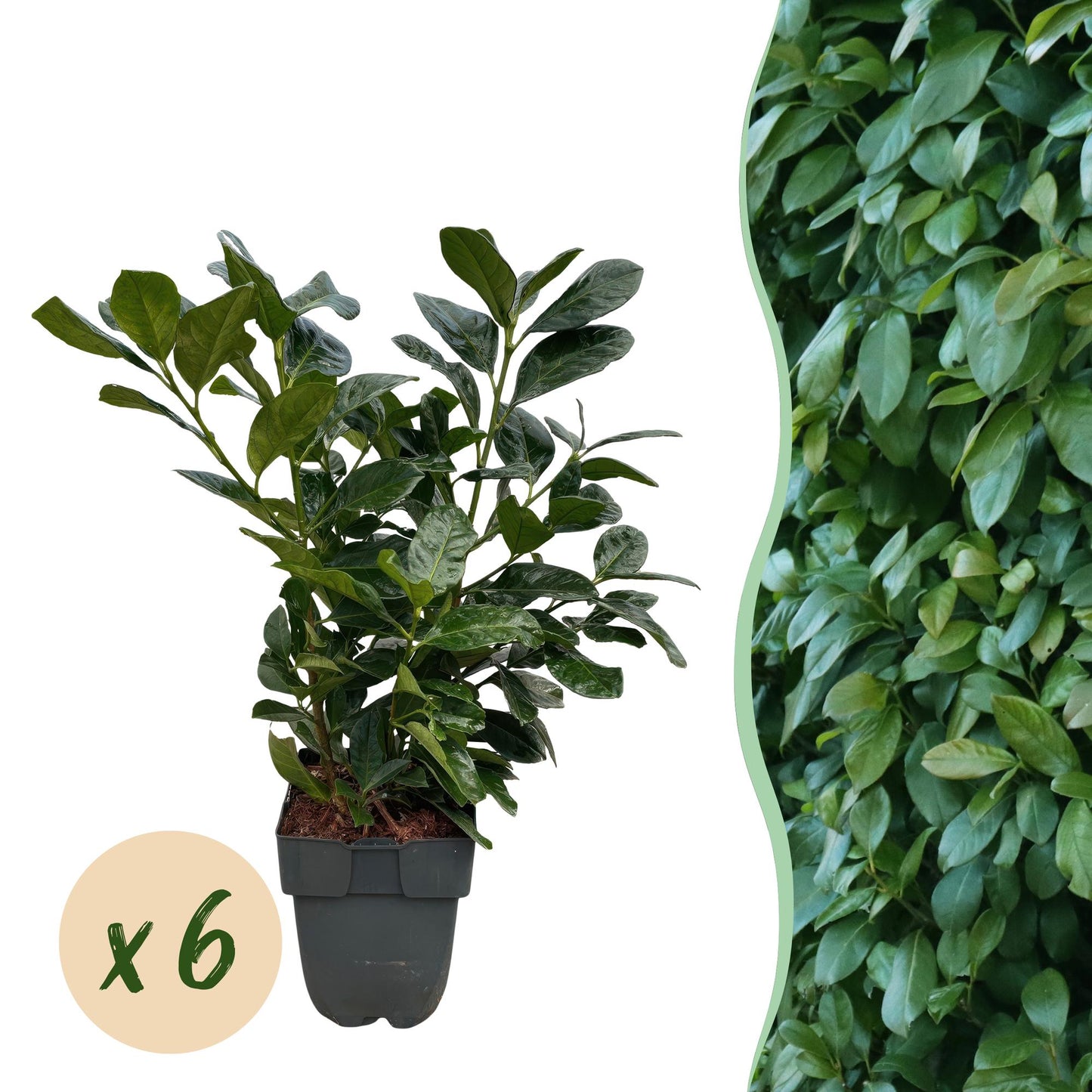 GreenboutiQ - Heckenpflanzen - Prunus laurocerasus Etna - Blatt grün - 6 Pflanzen - 1 laufender Meter - immergrün - Topf 17cm Höhe 50cm - Pflanzfix24.de