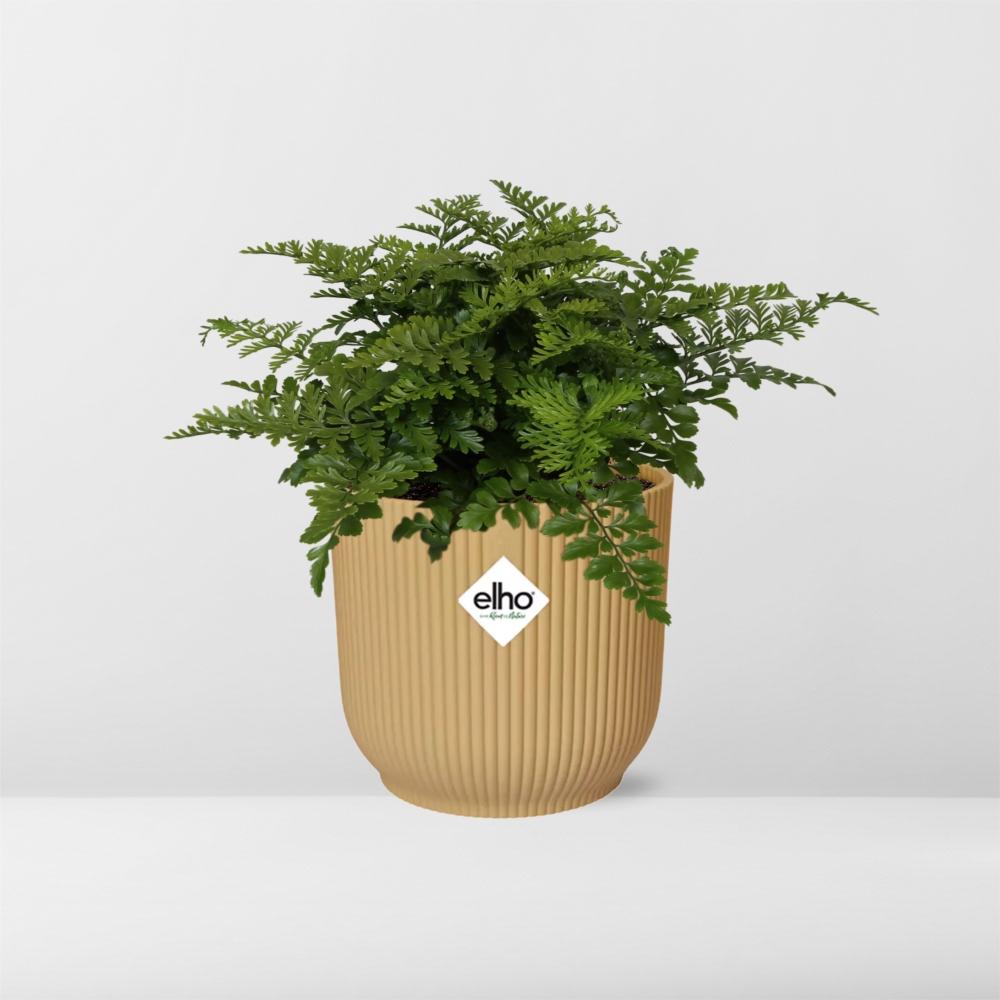Asplenium Parvati ELHO Vibes Fold 14cm gelb – Luftreinigender Farn | Pflanzfix24