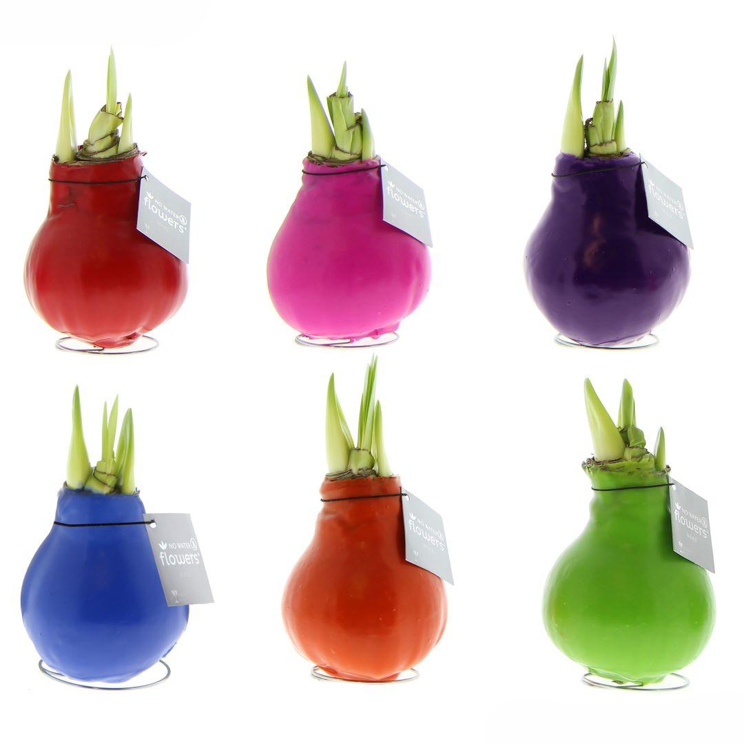 No Water Flowers® Wax Amaryllis | Waxz® Colours Happy Mix (6er Pack) + Rote Blume - Pflanzfix24