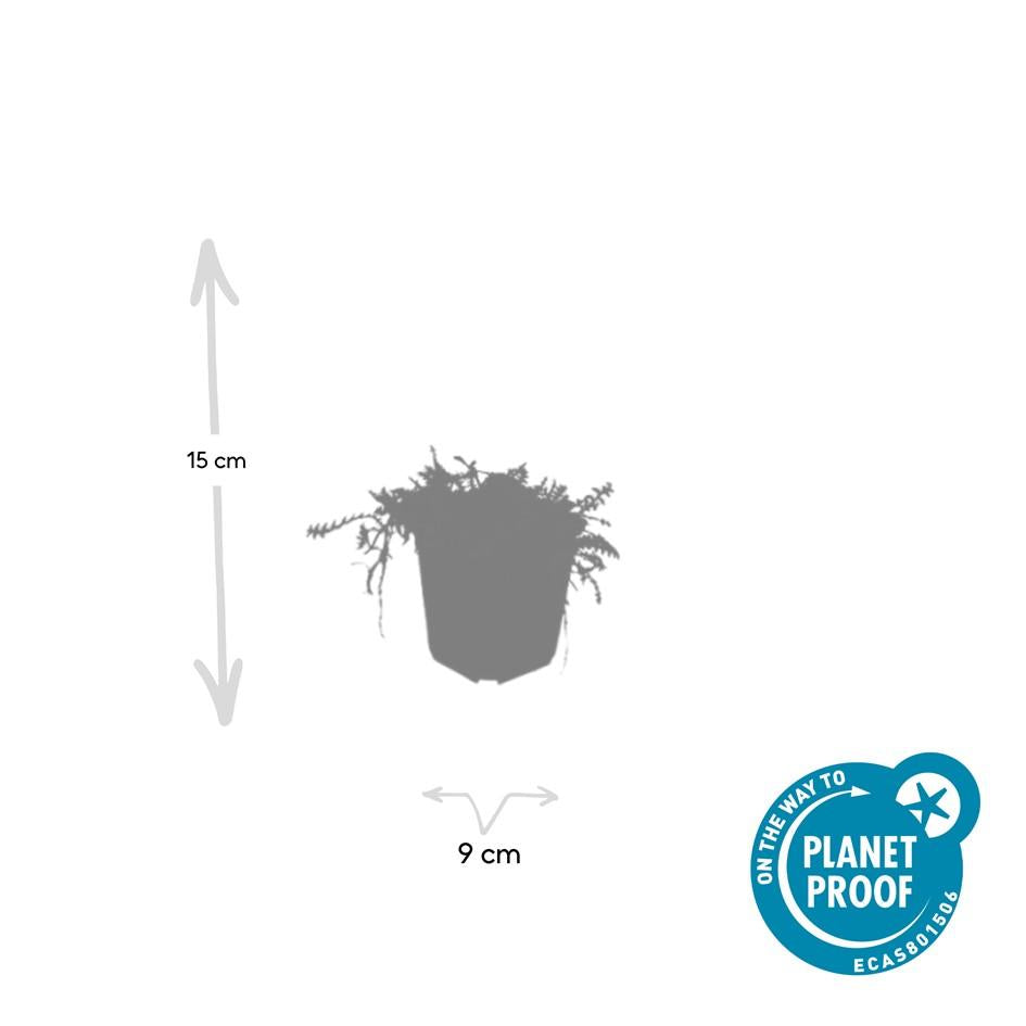 12x Leptinella squalida Bodendecker 10-25cm – Pflanzfix24.de - Pflanzfix24.de