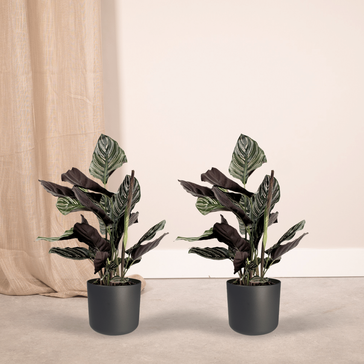 2x Calathea Ornata - Pfauenpflanze - 50cm - ø14 - Pflanzfix24.de - Pflanzfix24.de