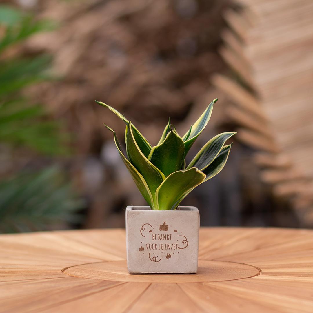 Congreet® plantpots + Sansevieria | Bedankt voor je inzet - Pflanzfix24.de - Pflanzfix24.de