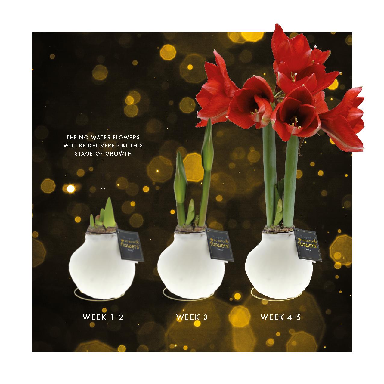 No Water Flowers® Univerz Saturnus Mix (3er Pack) + Rote Blume - Pflanzfix24