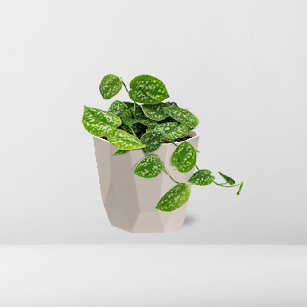 Scindapsus Pictus ‘Argyraeus’ in ELHO b.for rock 14 cm warm grey - Pflanzfix24