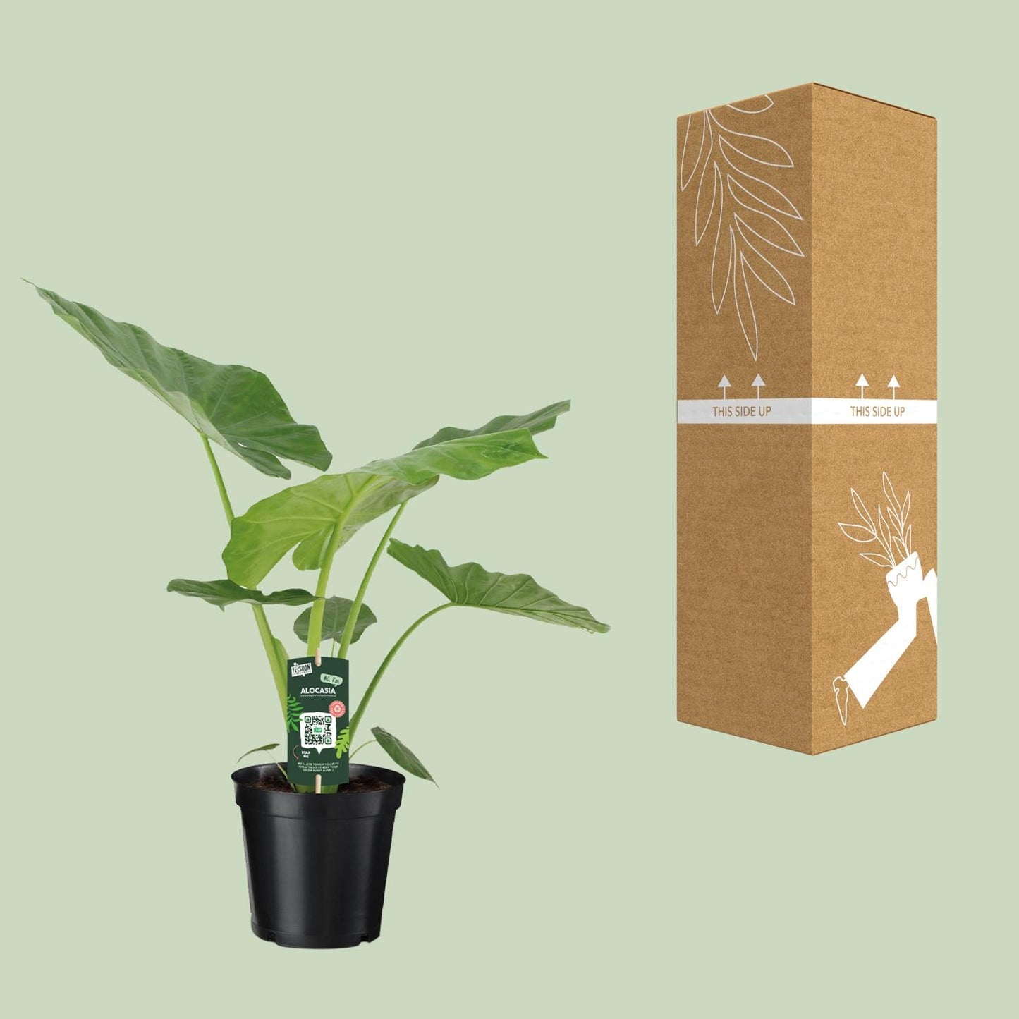 Alocasia Macrorrhiza - Ø19cm - ↕70cm bei Pflanzfix24.de - Pflanzfix24.de