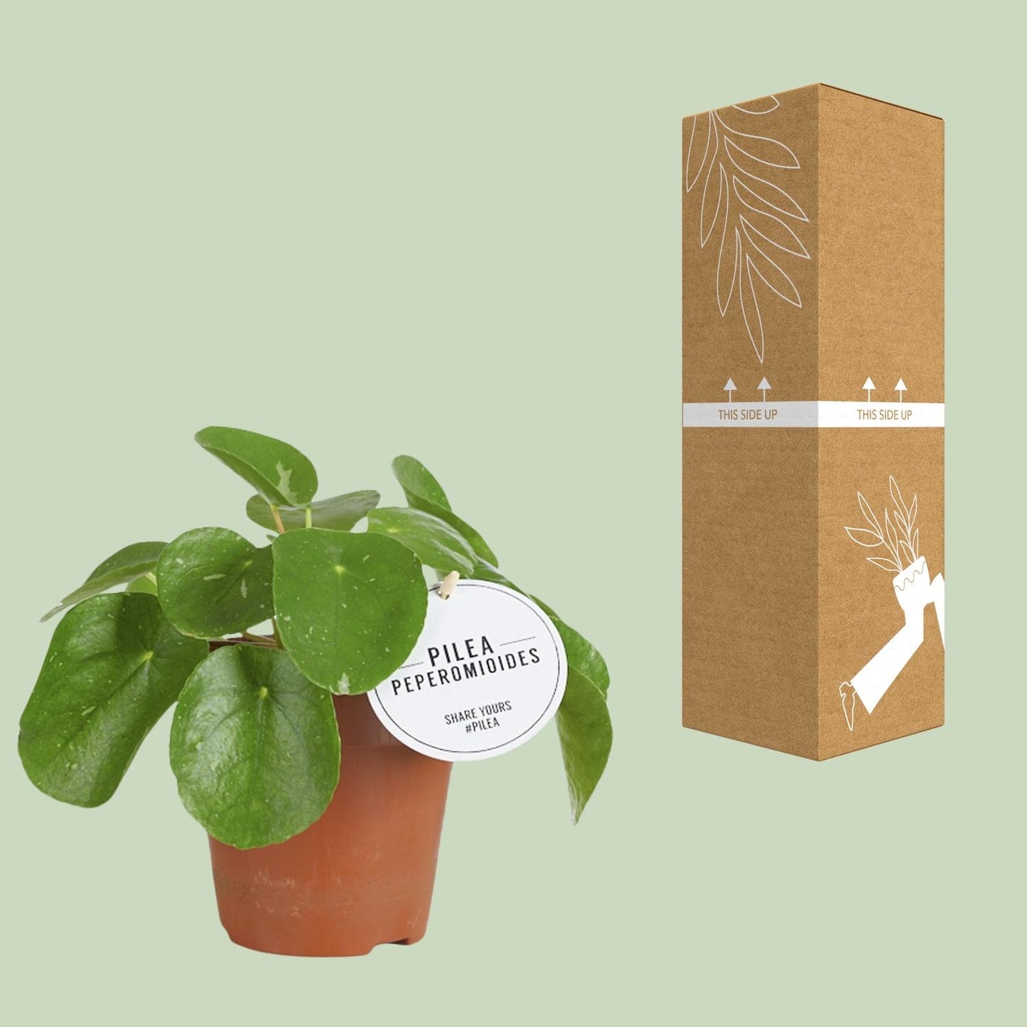 Pilea White Splash - Ø13cm - ↕20cm - Pflanzfix24