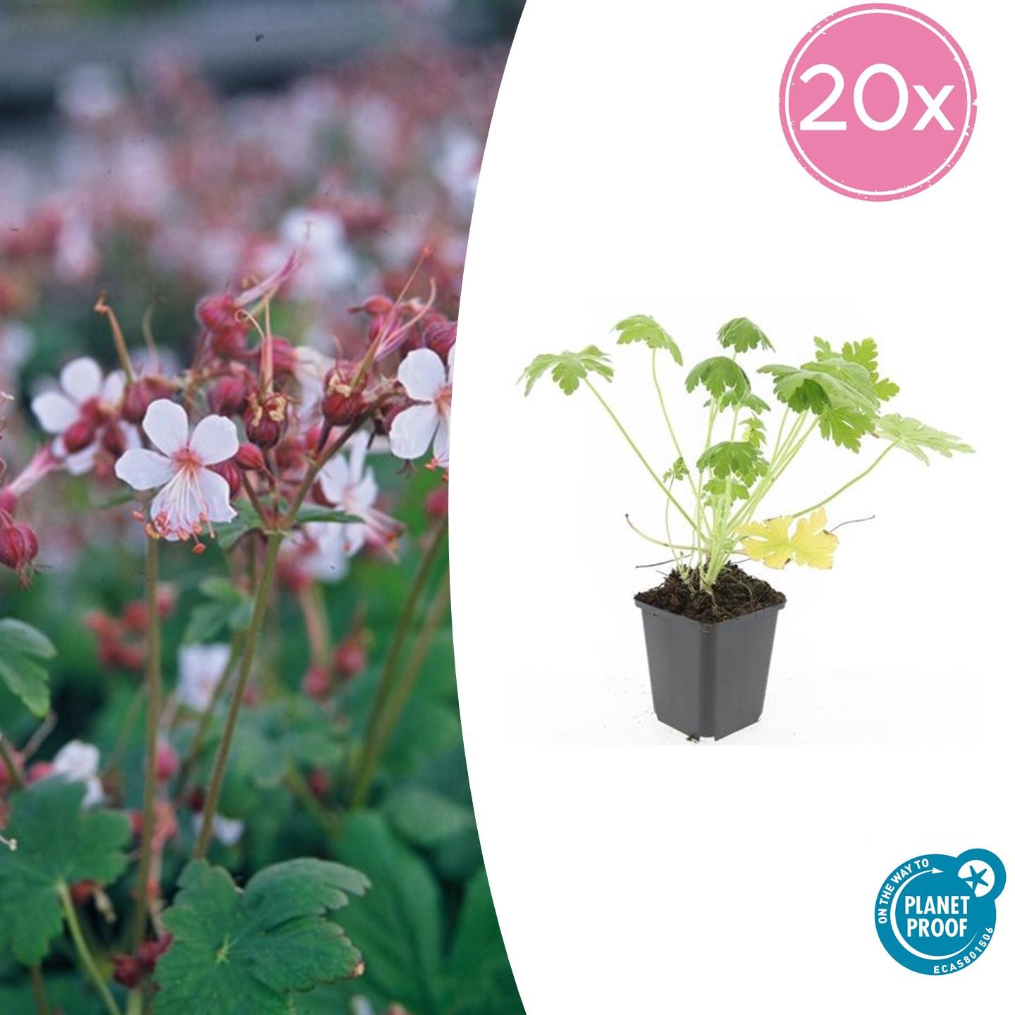 20x Geranium macr. 'Spessart' - pflanzfix24