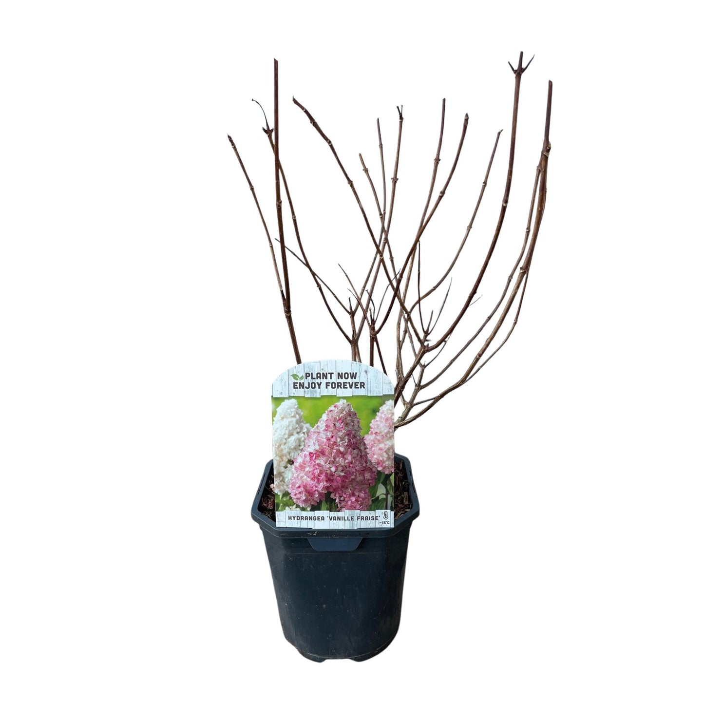 Pflanzfix24 - Rispenhortensie - Hydrangea panniculata Vanille Fraise - 1 Pflanze - Topf 17cm