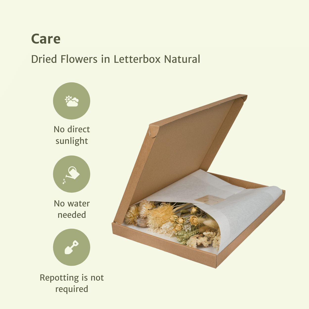 Trockenblumen Natural im Briefkasten – Pflanzfix24.de - Pflanzfix24.de