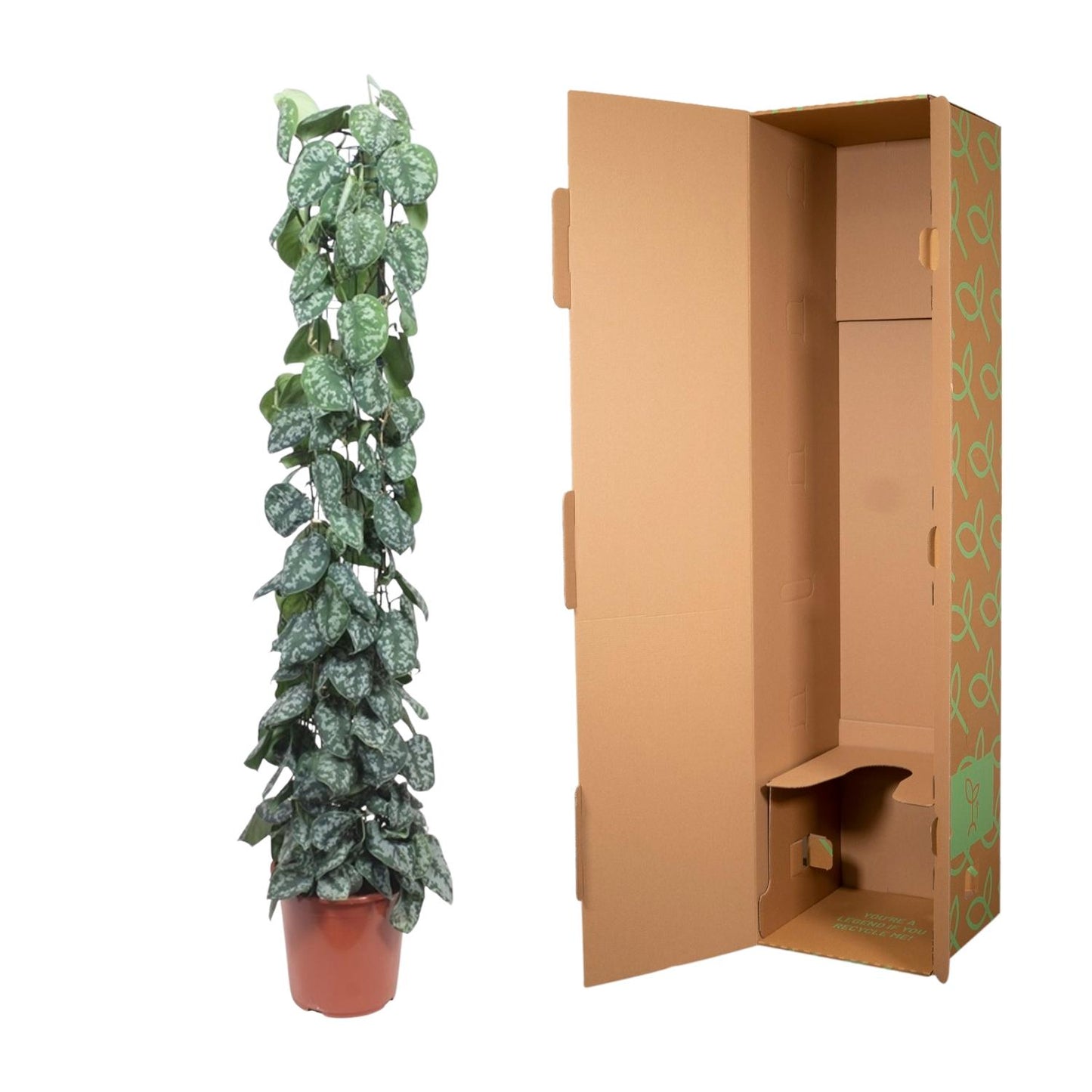 Scindapsus Pictus Trebie Gitter 160cm – Kletterpflanze | Pflanzfix24.de - Pflanzfix24.de