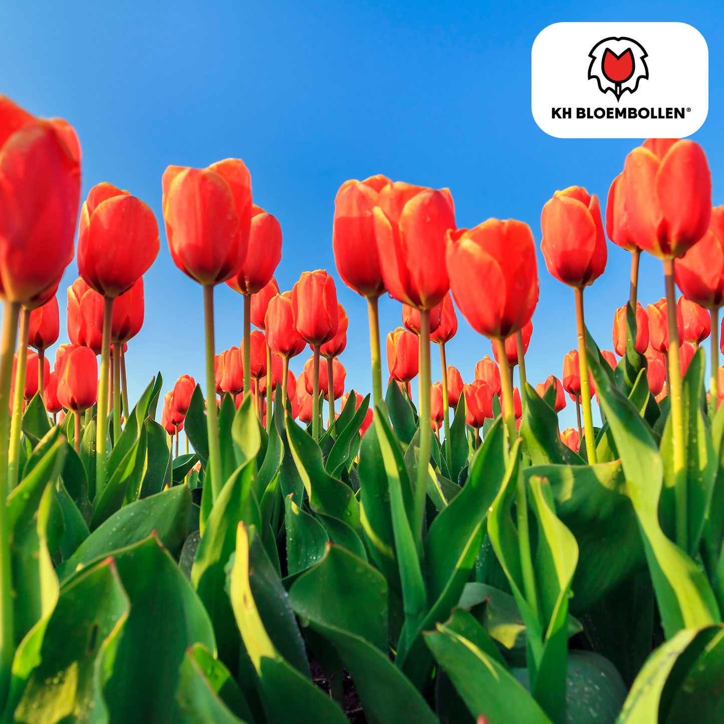 Tulpenbollen Dafeng - 20 Stuks | KH Bloembollen® - Pflanzfix24