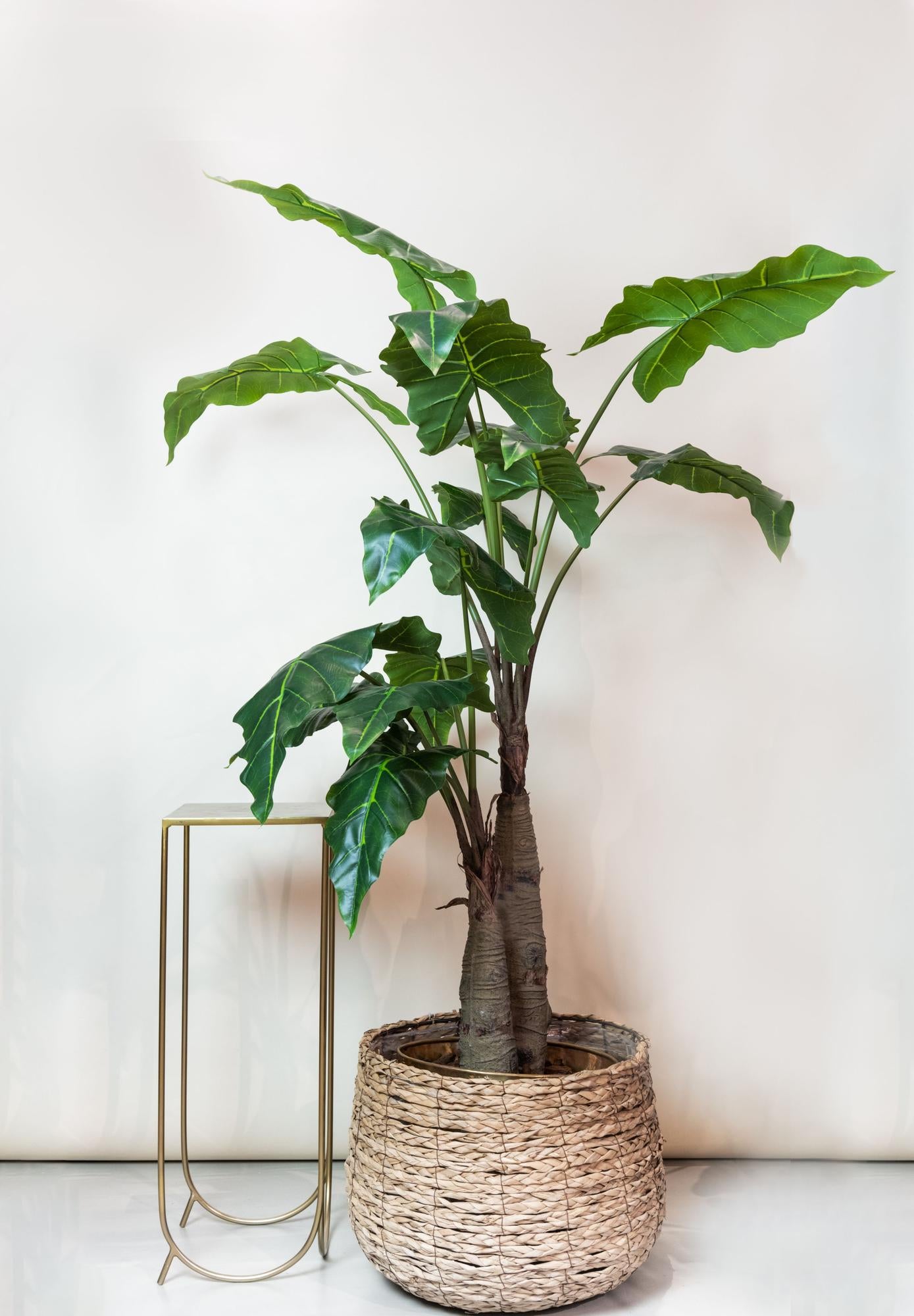 Kunst-Alocasia 180 cm – Pflanzfix24.de - Pflanzfix24.de