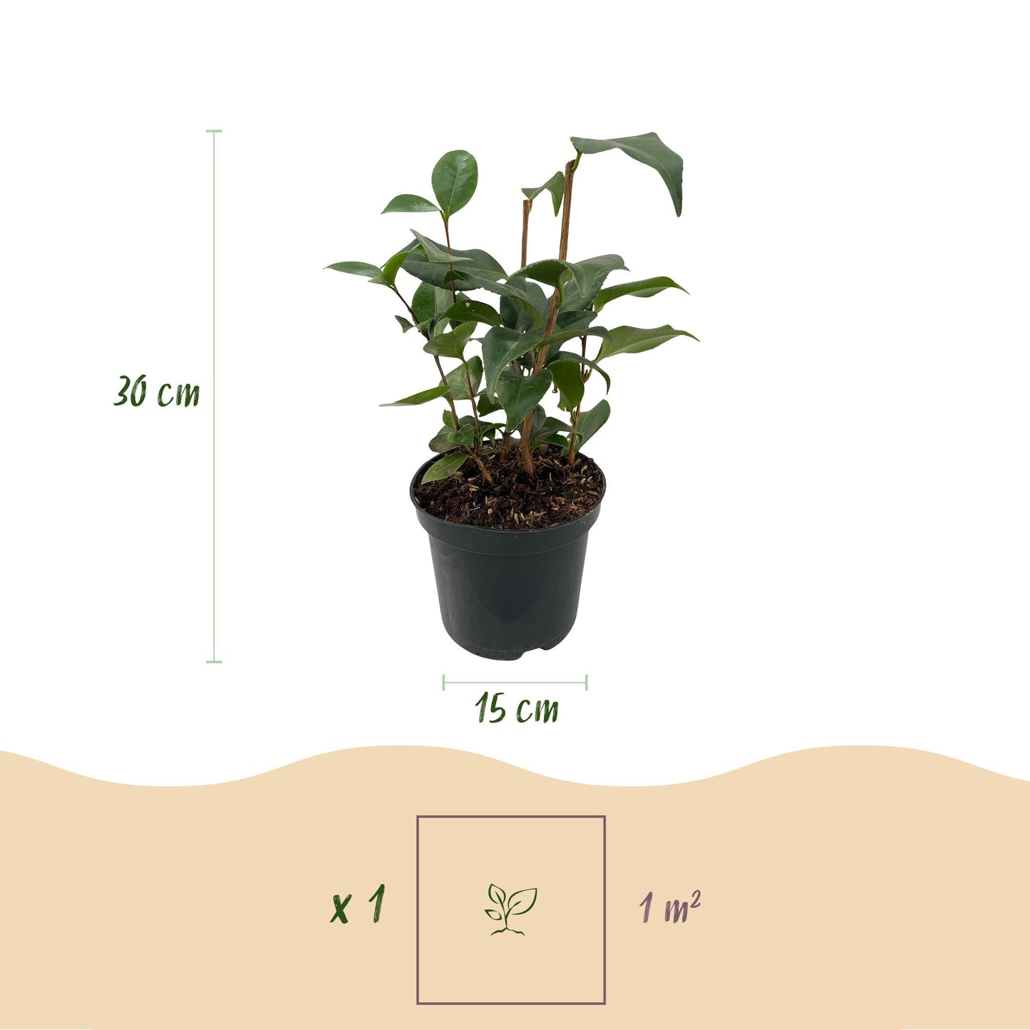 Pflanzfix24.de - Camelia japonica Tricolour - 3 Pflanzen - Immergrün - Topf 15cm - Pflanzfix24.de
