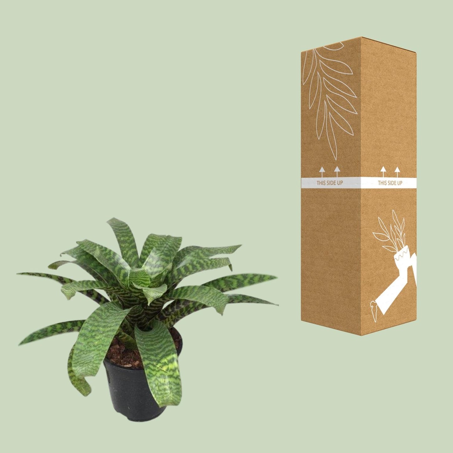 Vriesea Hieroglyphica - Ø19cm - ↕35cm bei Pflanzfix24