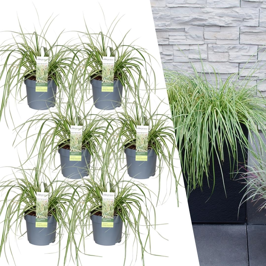 6 x Carex hachijoensis 'Evergold' XL - 14 cm Topfgröße - Pflanzfix24