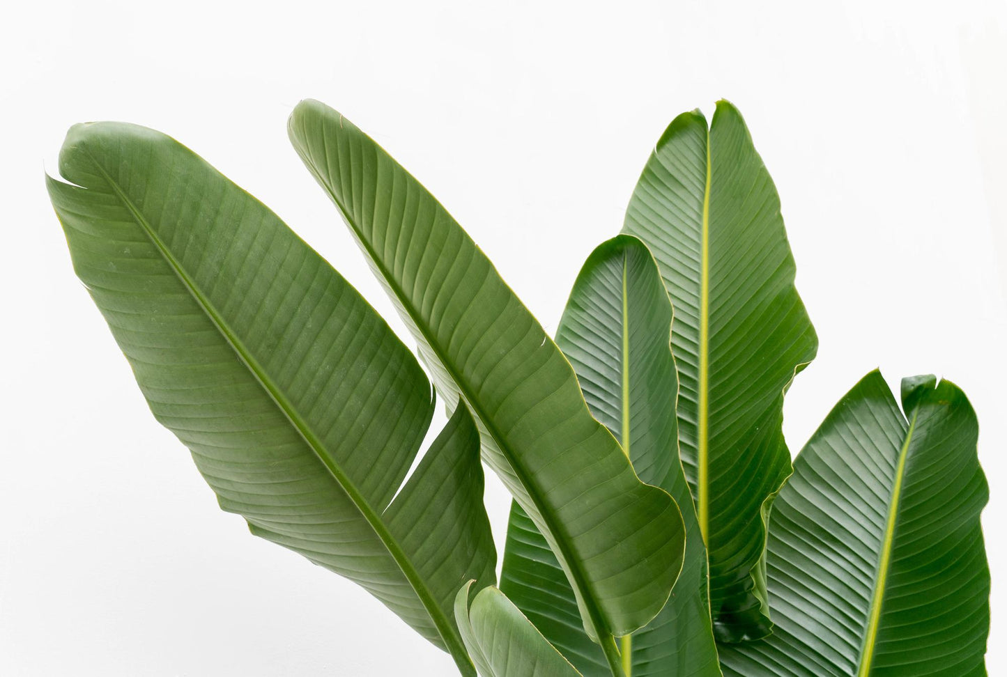 Strelitzia Augusta multi stam XXL 225 cm Ø40 – Weiße Paradiesvogel Pflanze | Pflanzfix24.de - Pflanzfix24.de
