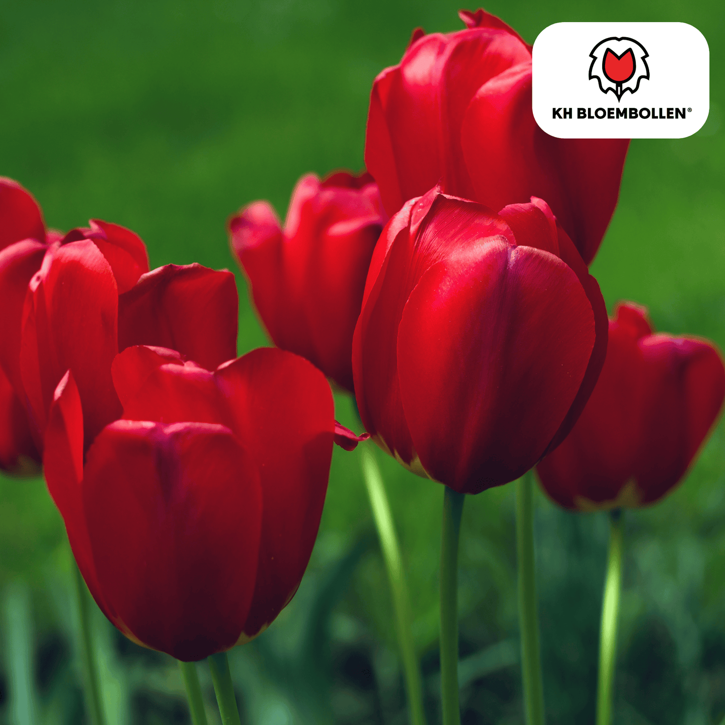 Seadov Tulpenbollen – 20 stuks | KH Bloembollen® | Dieprode Tulp – Krachtig, Klassiek & Tijdloos - Pflanzfix24
