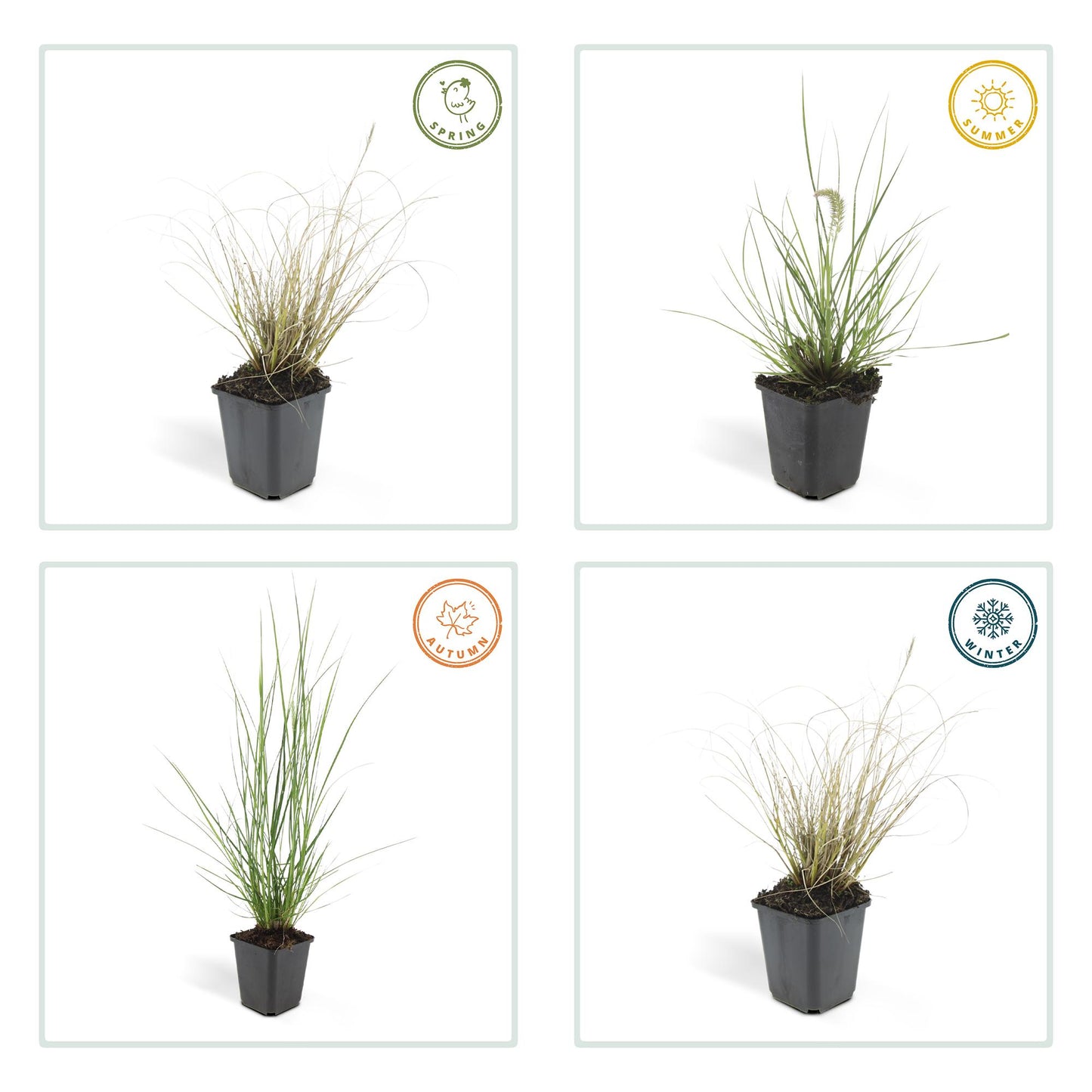 12x Pennisetum alopecuroides 'Hameln' – Ziergras | Pflanzfix24.de - Pflanzfix24.de